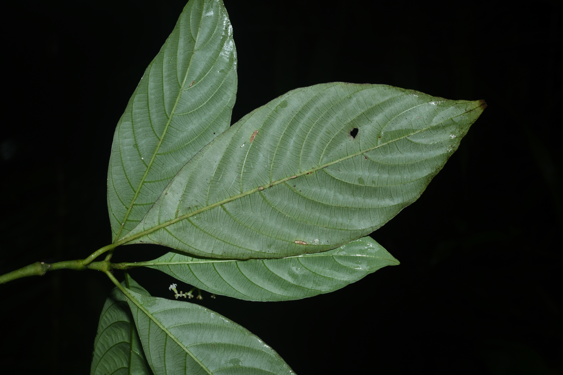 Palicourea obliquinervia (Müll.Arg.) Borhidi - Photo Bivouac Naturaliste