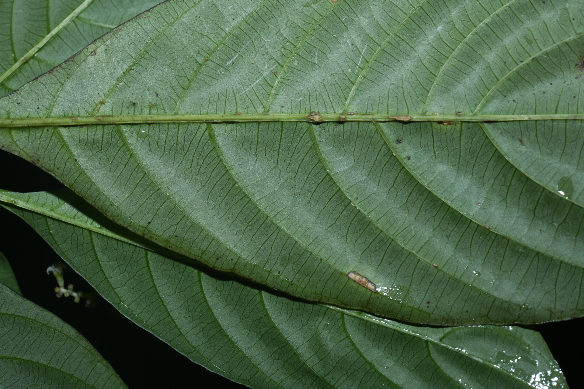 Palicourea obliquinervia (Müll.Arg.) Borhidi - Photo Bivouac Naturaliste