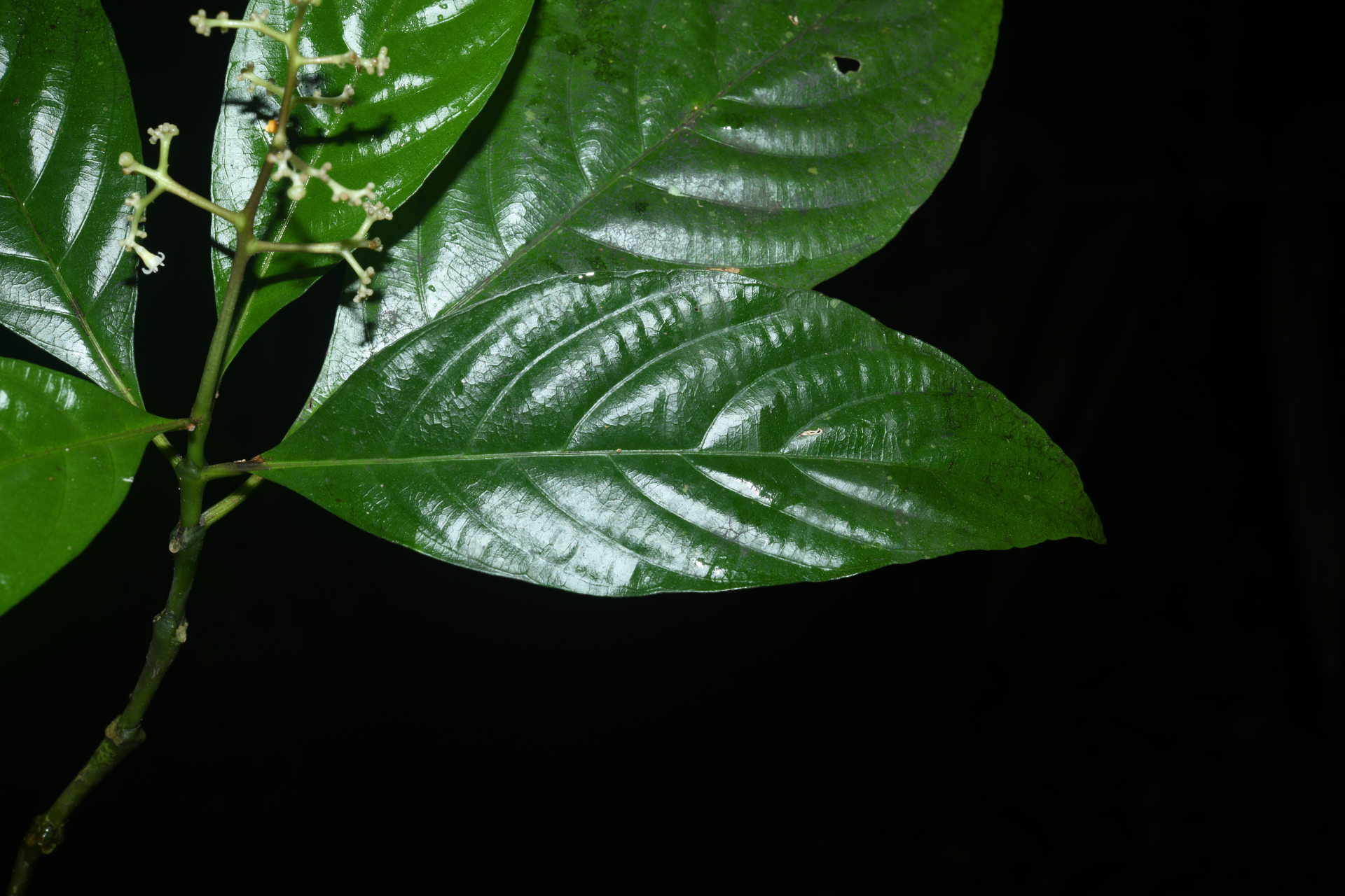 Palicourea obliquinervia (Müll.Arg.) Borhidi - Photo Bivouac Naturaliste