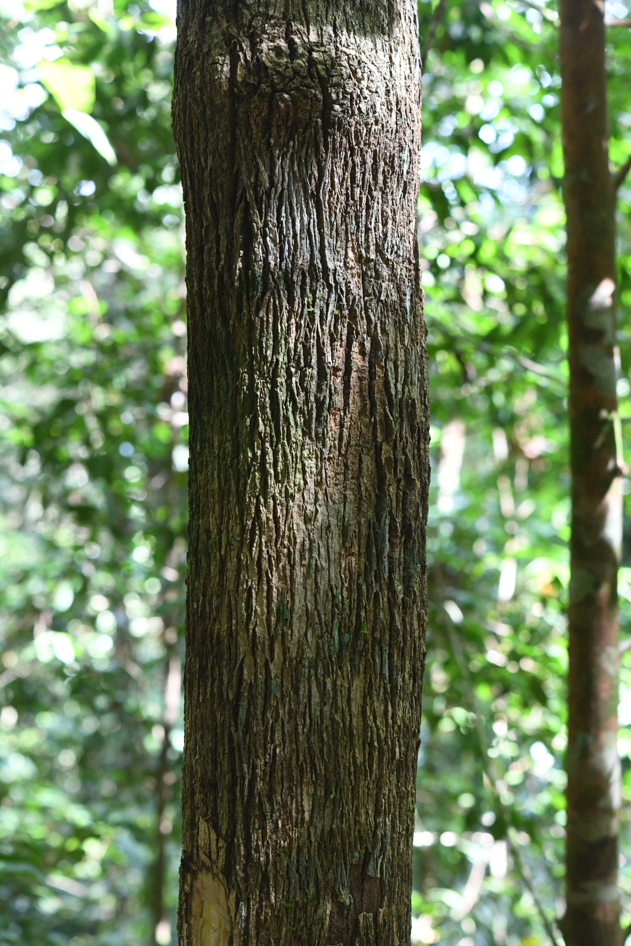 Palicourea guianensis Aubl. - Photo Bivouac Naturaliste
