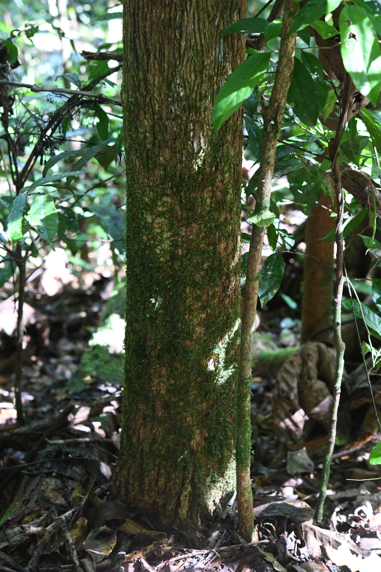 Palicourea guianensis Aubl. - Photo Bivouac Naturaliste