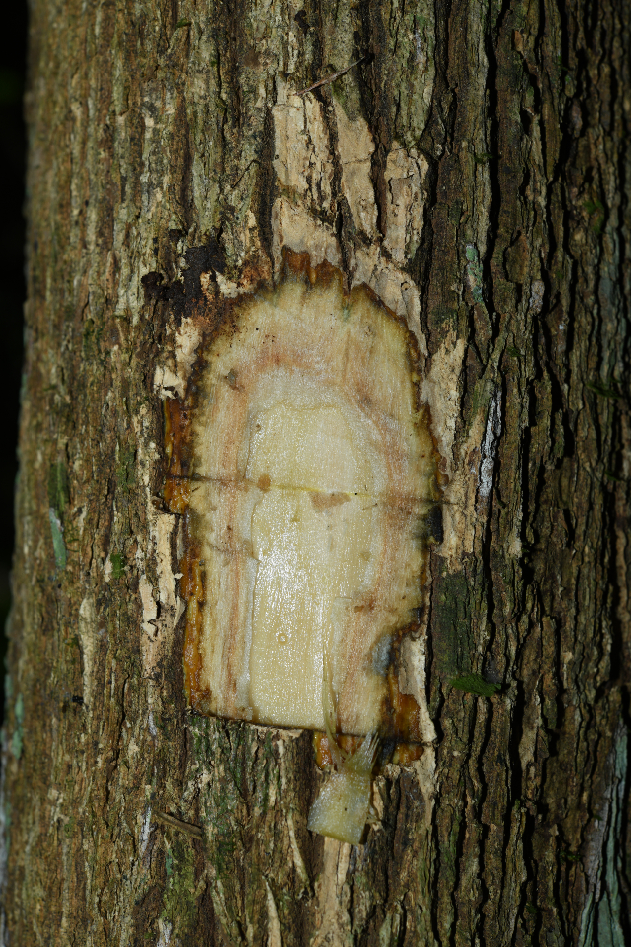 Palicourea guianensis Aubl. - Photo Bivouac Naturaliste