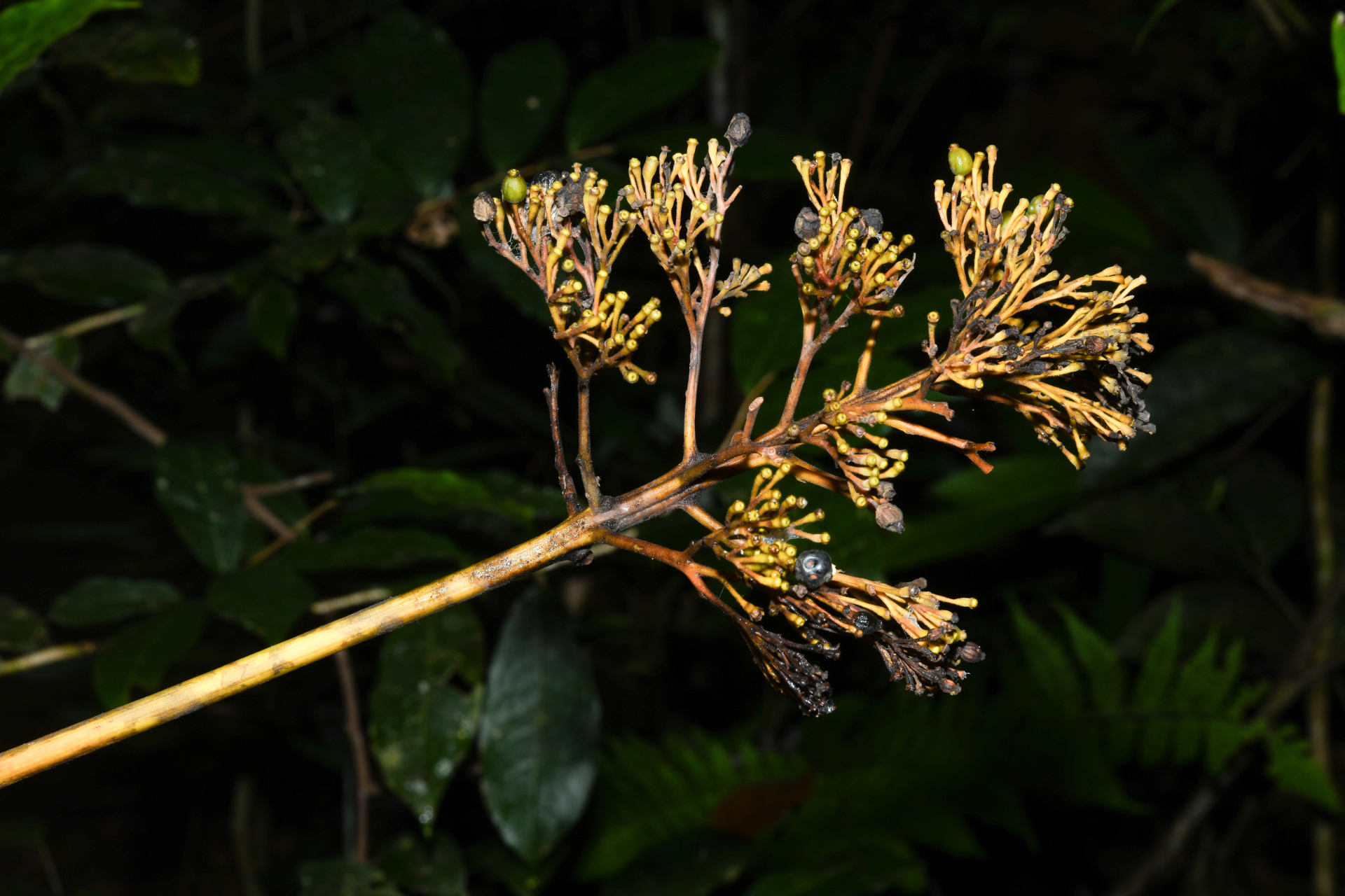 Palicourea guianensis Aubl. - Photo Bivouac Naturaliste
