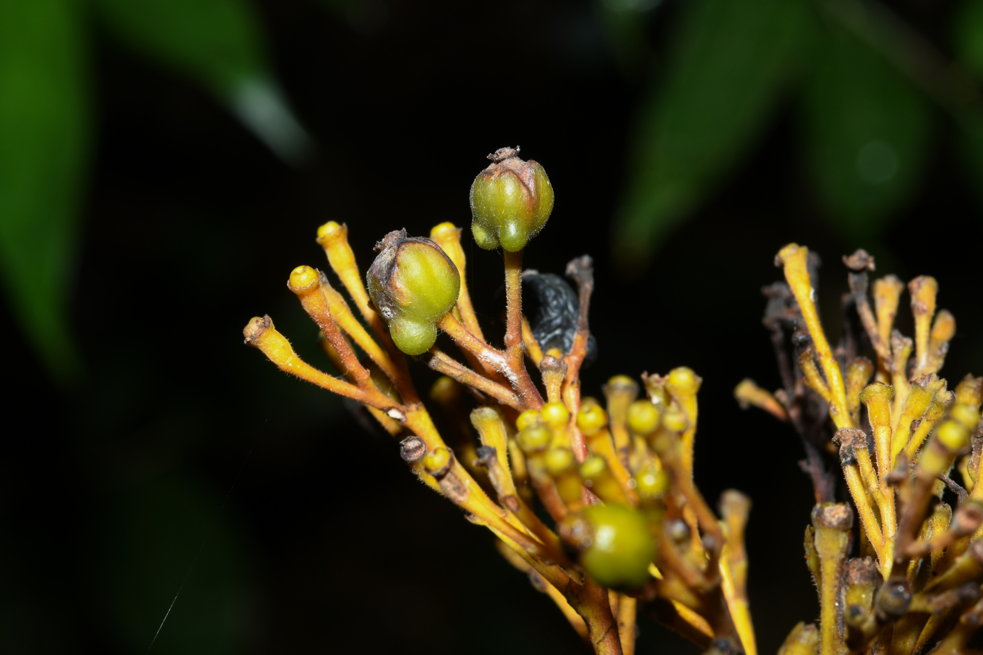 Palicourea guianensis Aubl. - Photo Bivouac Naturaliste