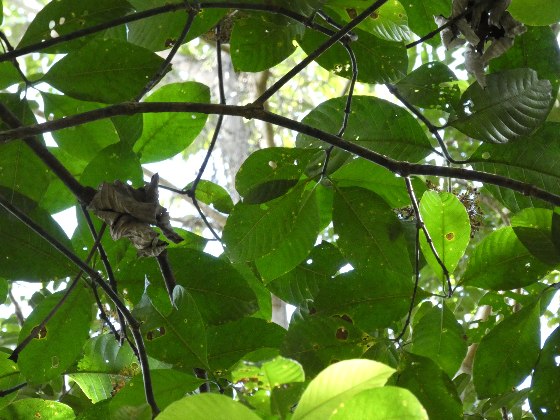 Palicourea guianensis Aubl. - Photo Bivouac Naturaliste
