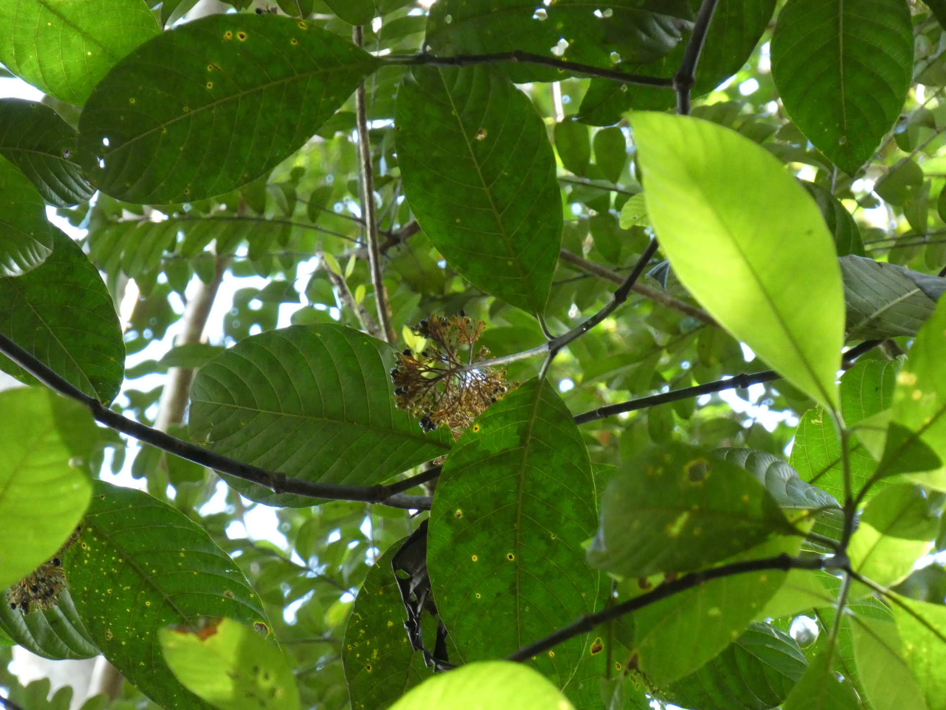 Palicourea guianensis Aubl. - Photo Bivouac Naturaliste