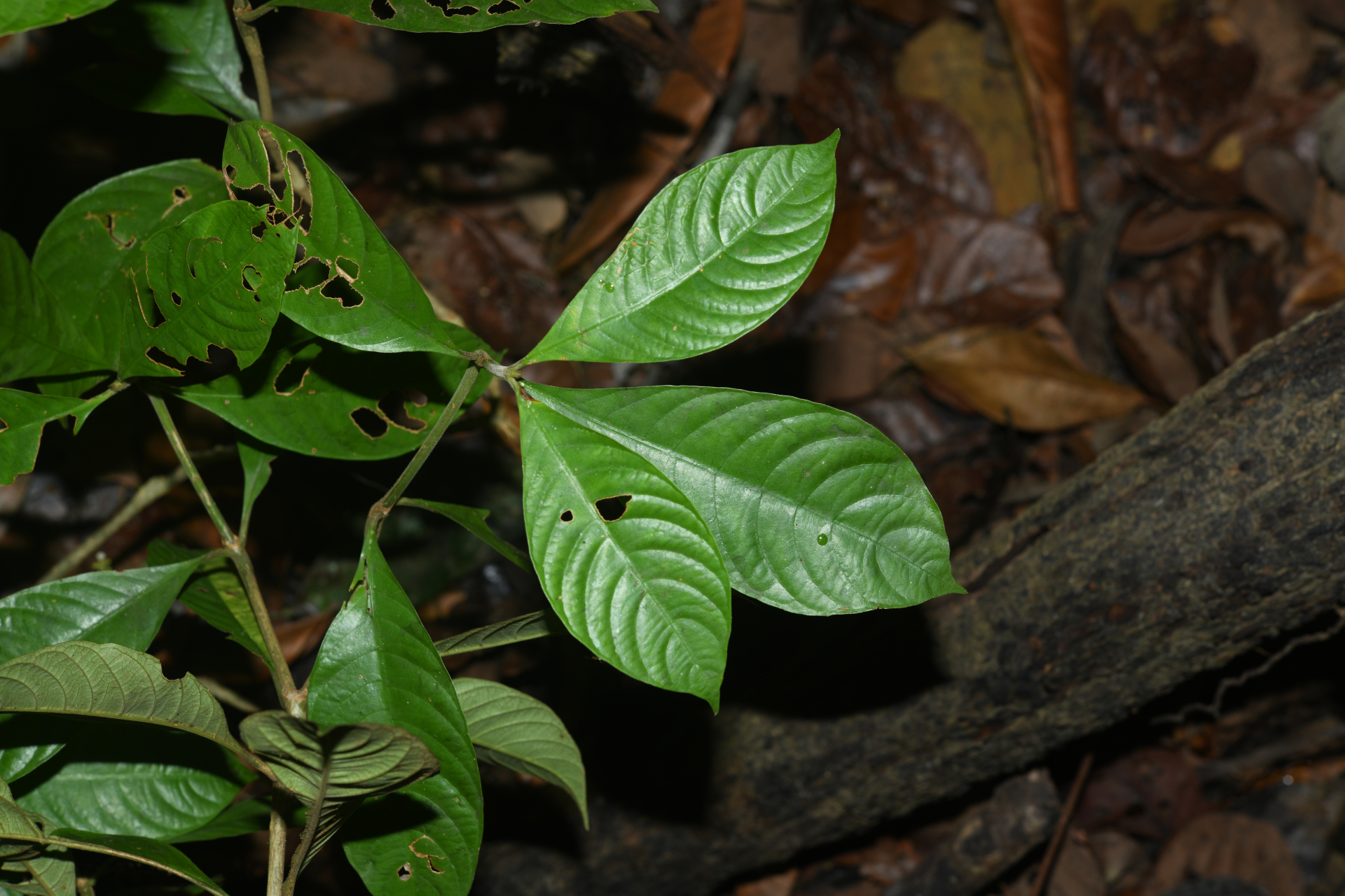 Palicourea octocuspis (Müll.Arg.) C.M.Taylor - Photo Bivouac Naturaliste