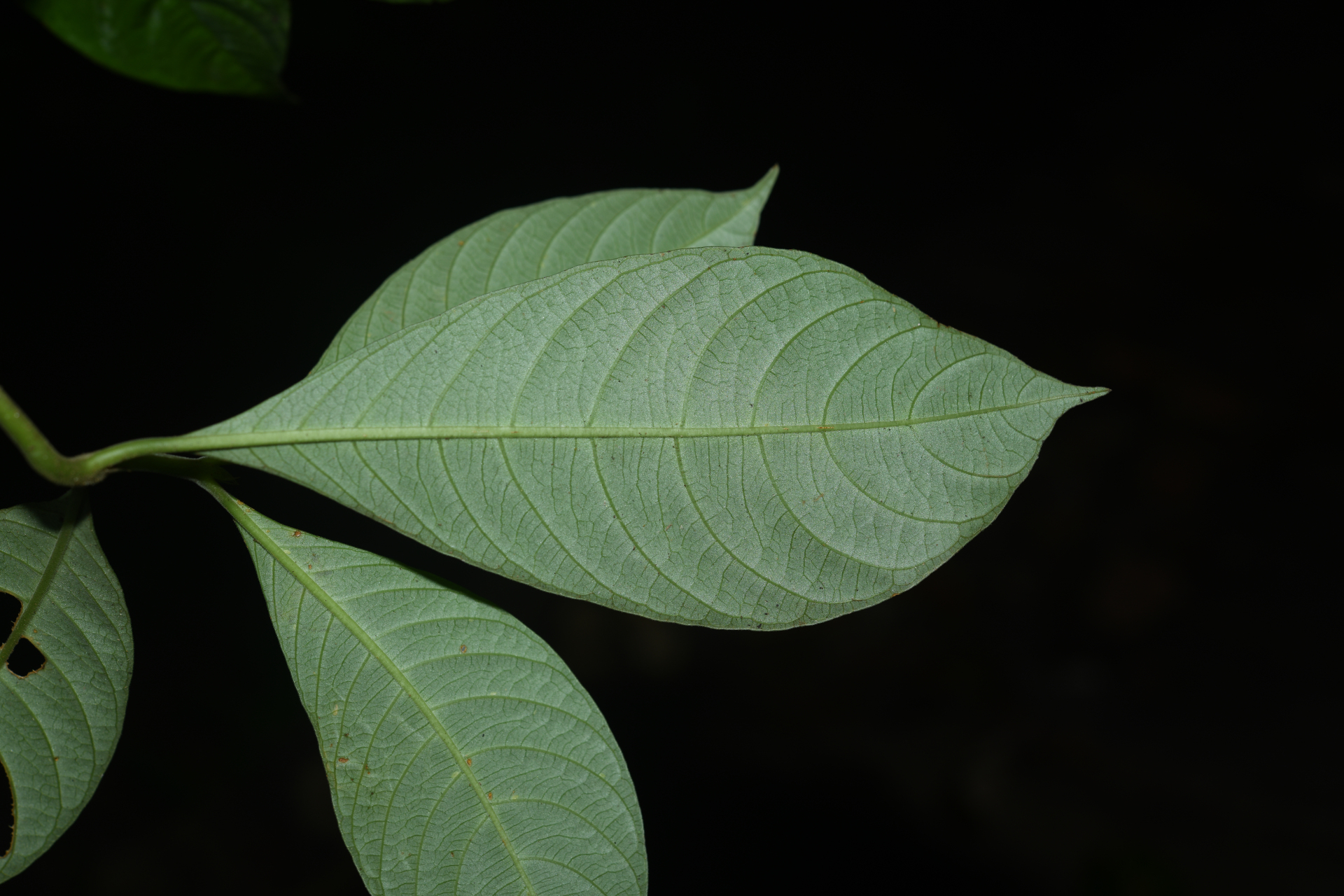 Palicourea octocuspis (Müll.Arg.) C.M.Taylor - Photo Bivouac Naturaliste
