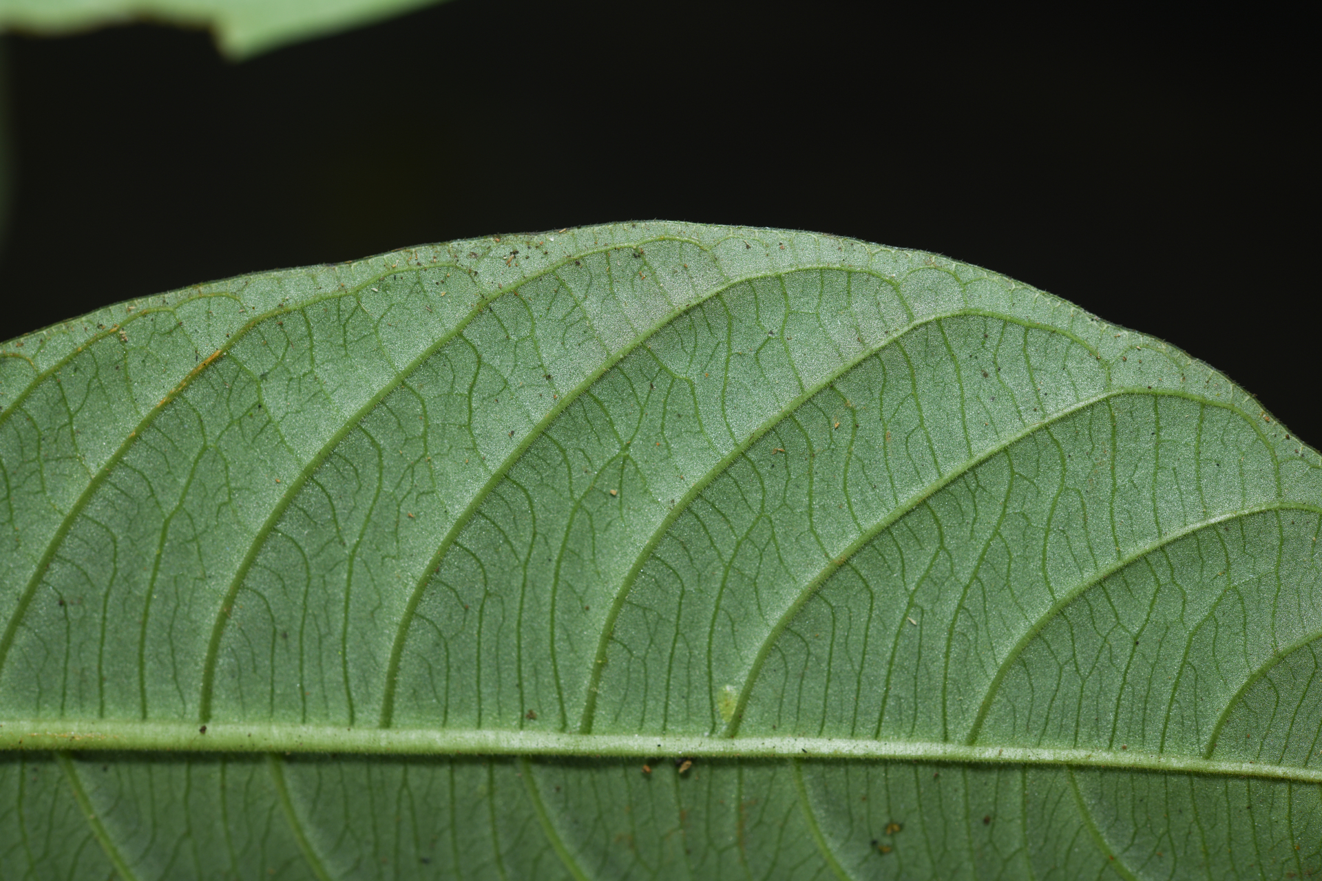 Palicourea octocuspis (Müll.Arg.) C.M.Taylor - Photo Bivouac Naturaliste