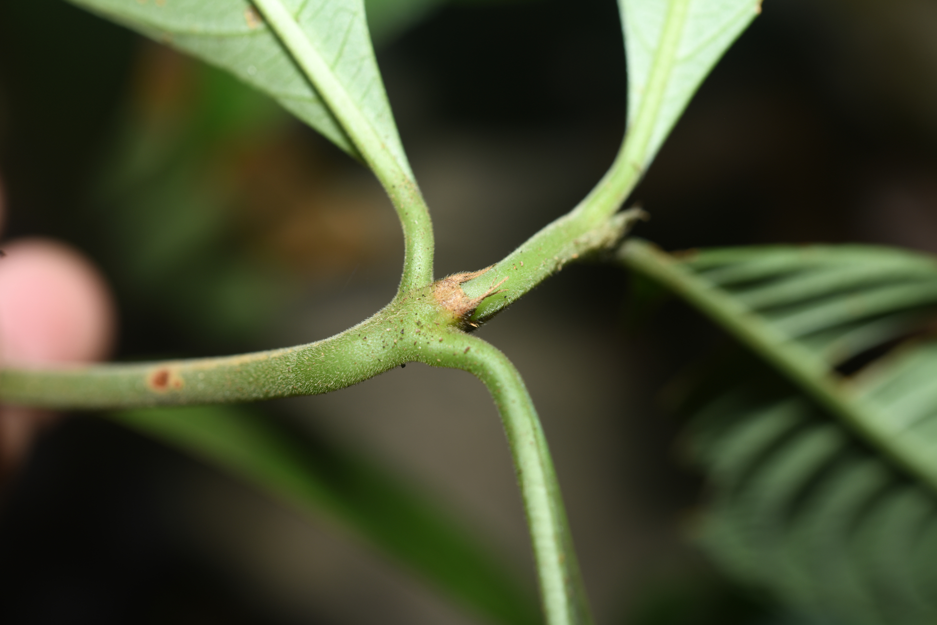 Palicourea octocuspis (Müll.Arg.) C.M.Taylor - Photo Bivouac Naturaliste