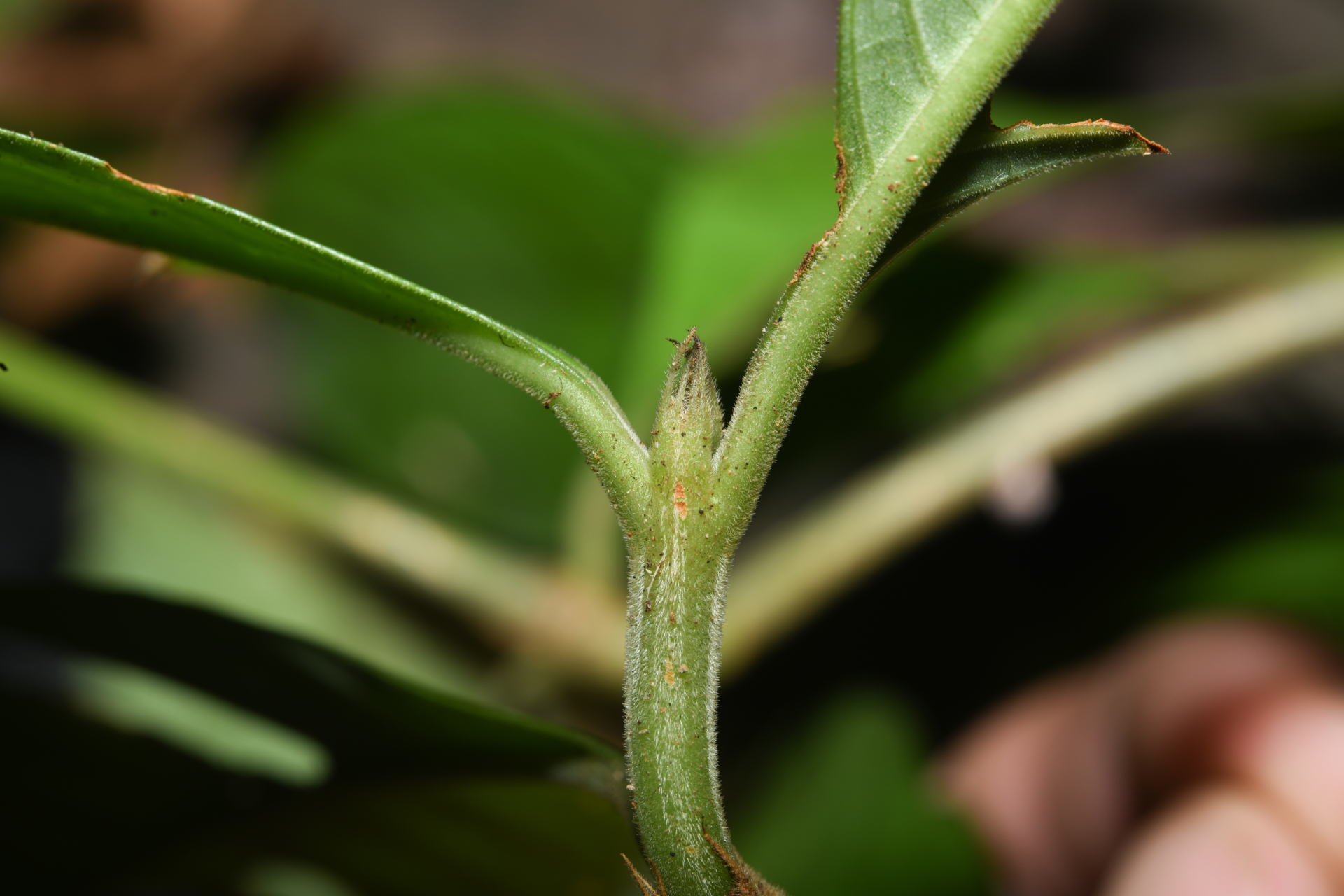 Palicourea octocuspis (Müll.Arg.) C.M.Taylor - Photo Bivouac Naturaliste