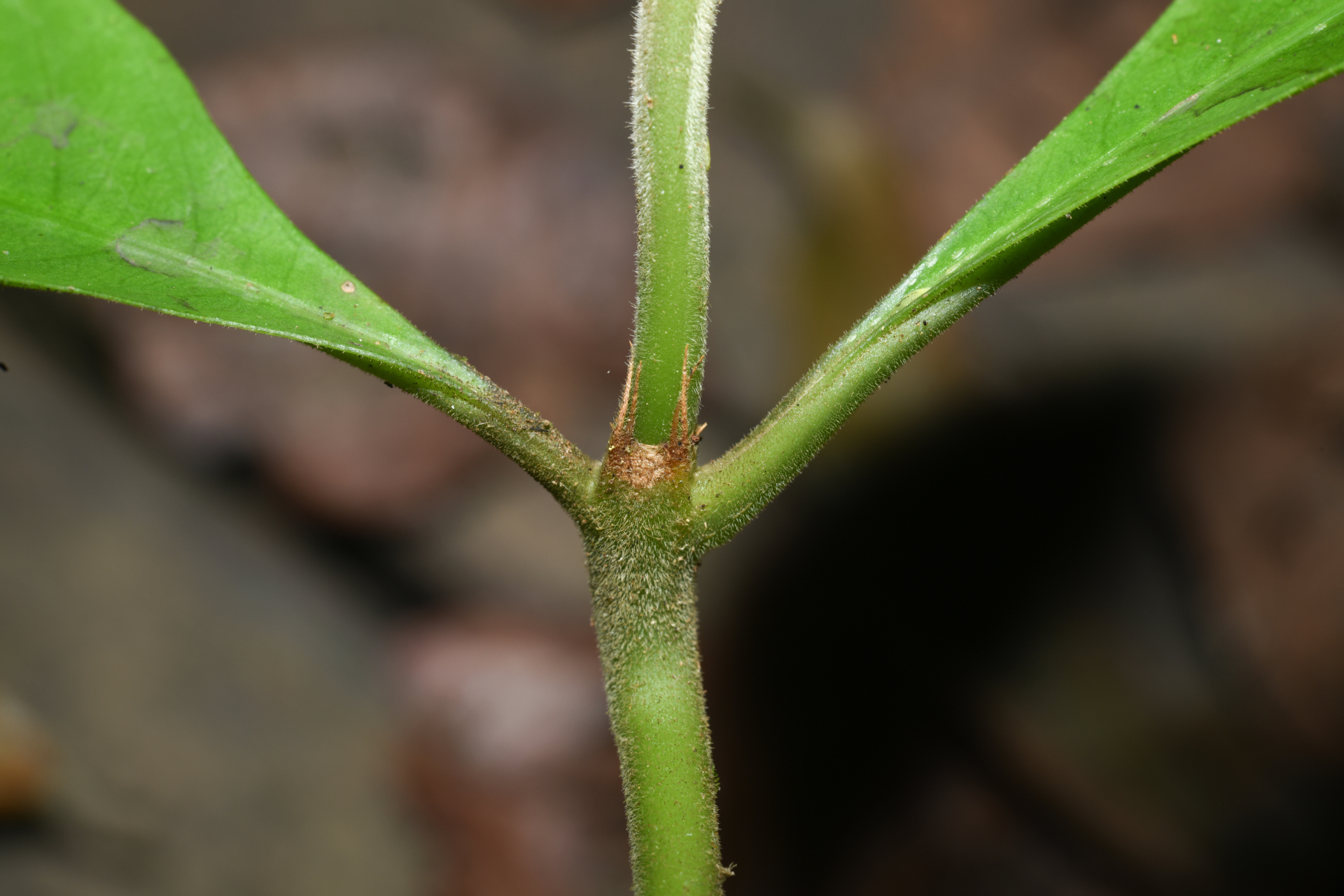 Palicourea octocuspis (Müll.Arg.) C.M.Taylor - Photo Bivouac Naturaliste