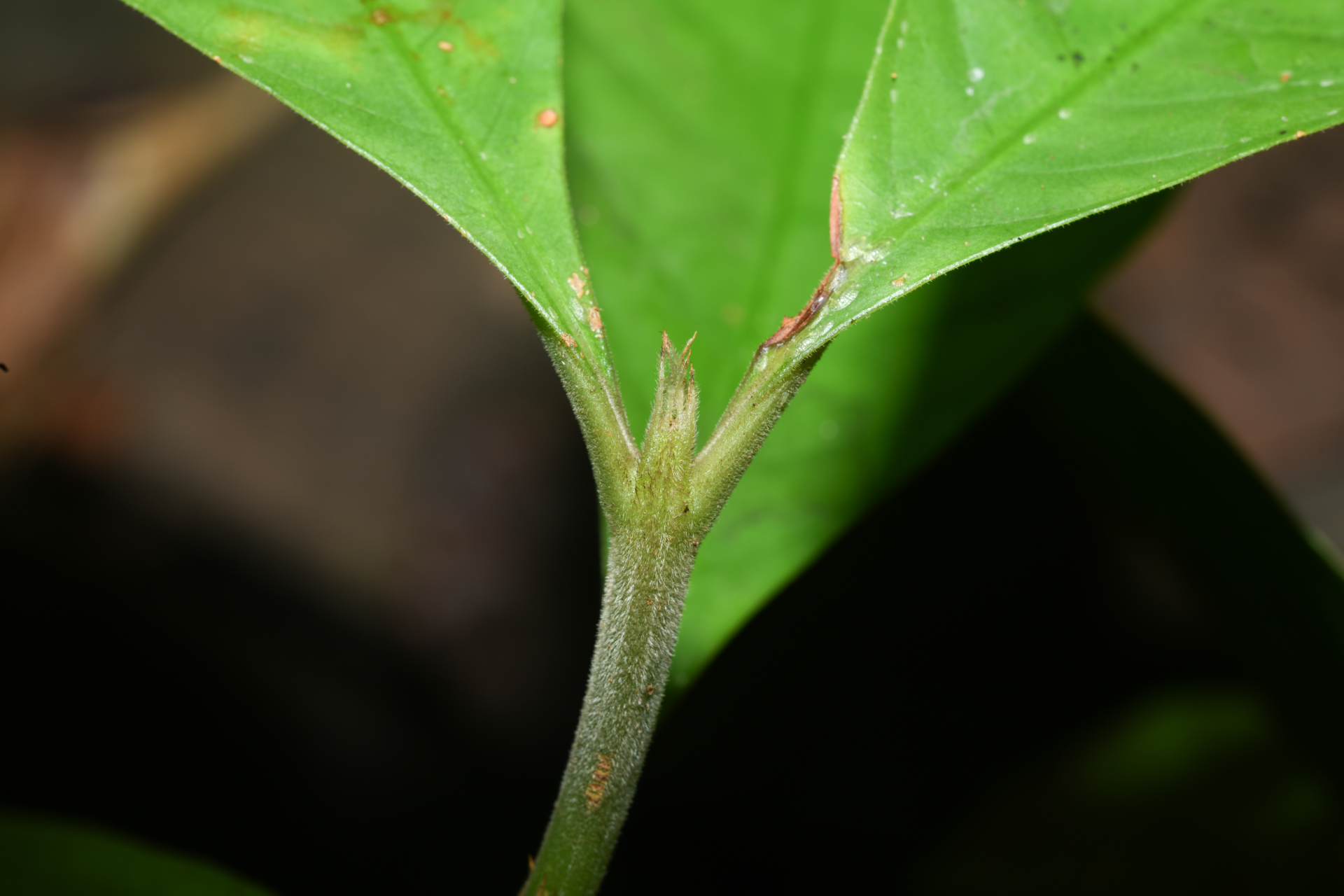 Palicourea octocuspis (Müll.Arg.) C.M.Taylor - Photo Bivouac Naturaliste