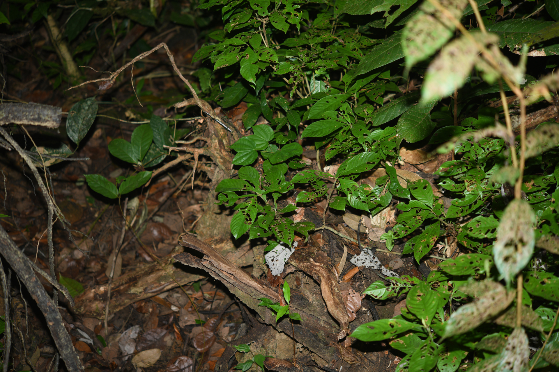Palicourea octocuspis (Müll.Arg.) C.M.Taylor - Photo Bivouac Naturaliste