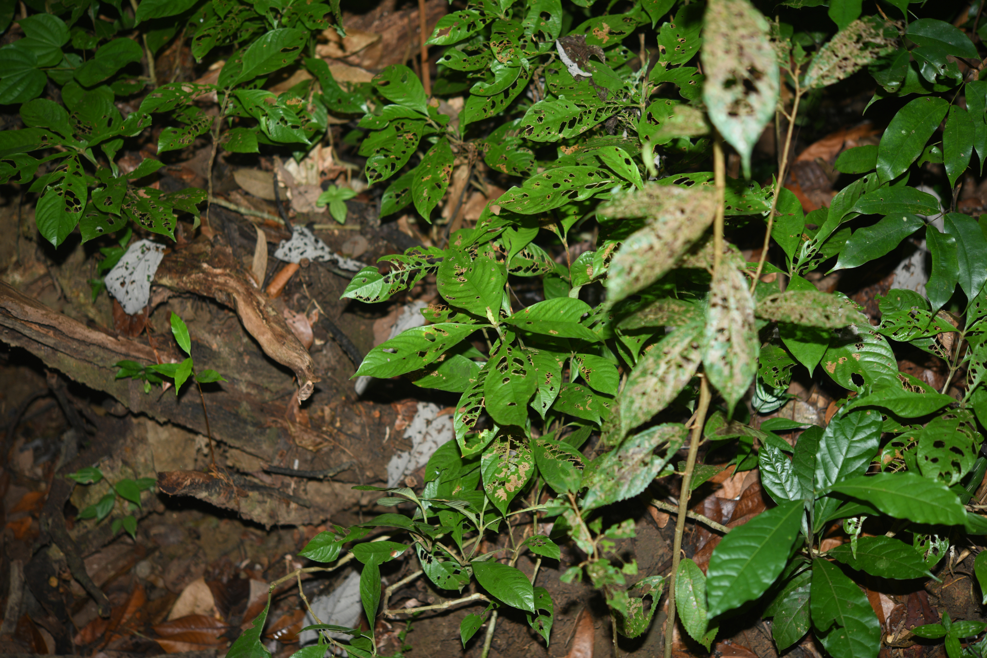 Palicourea octocuspis (Müll.Arg.) C.M.Taylor - Photo Bivouac Naturaliste