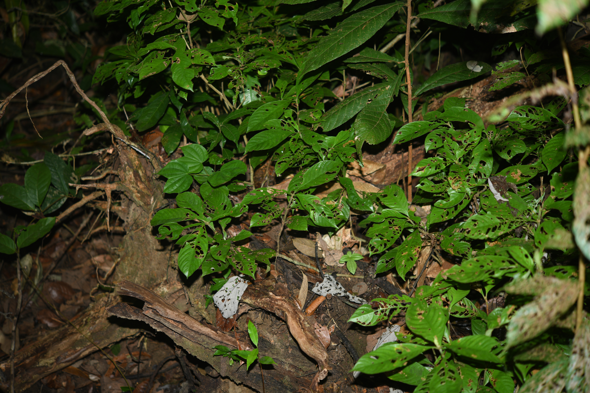 Palicourea octocuspis (Müll.Arg.) C.M.Taylor - Photo Bivouac Naturaliste