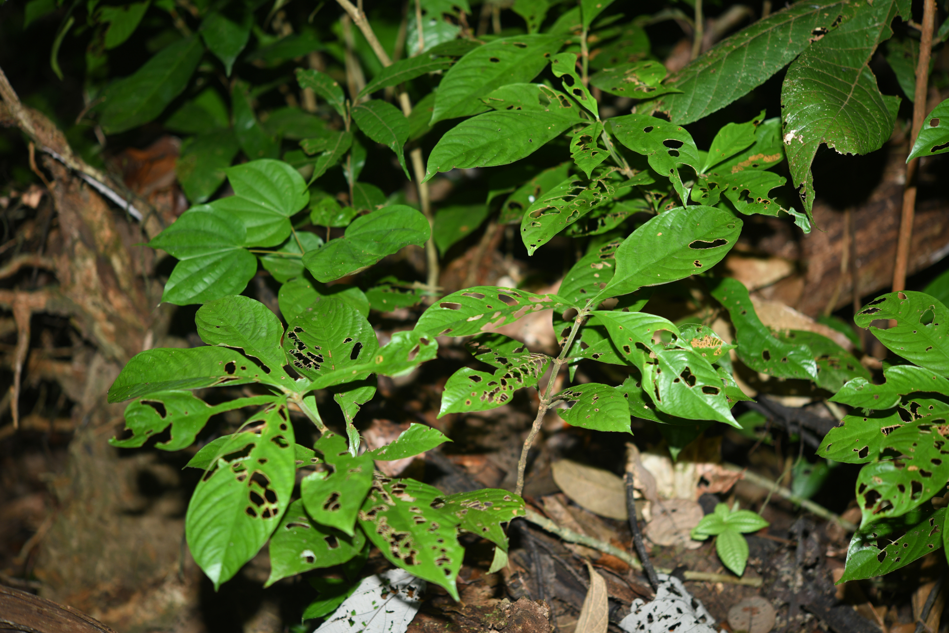Palicourea octocuspis (Müll.Arg.) C.M.Taylor - Photo Bivouac Naturaliste