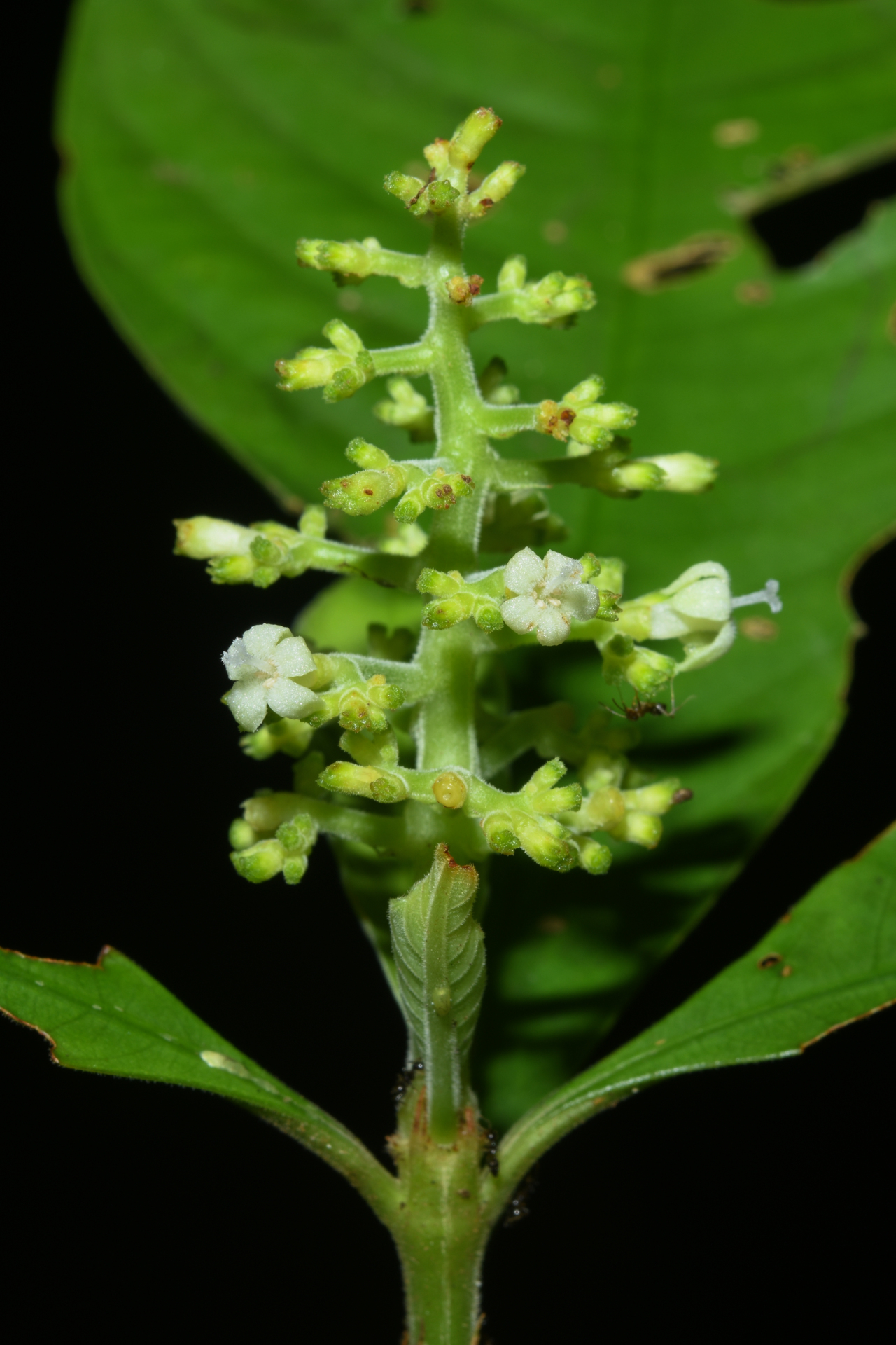 Palicourea octocuspis (Müll.Arg.) C.M.Taylor - Photo Bivouac Naturaliste