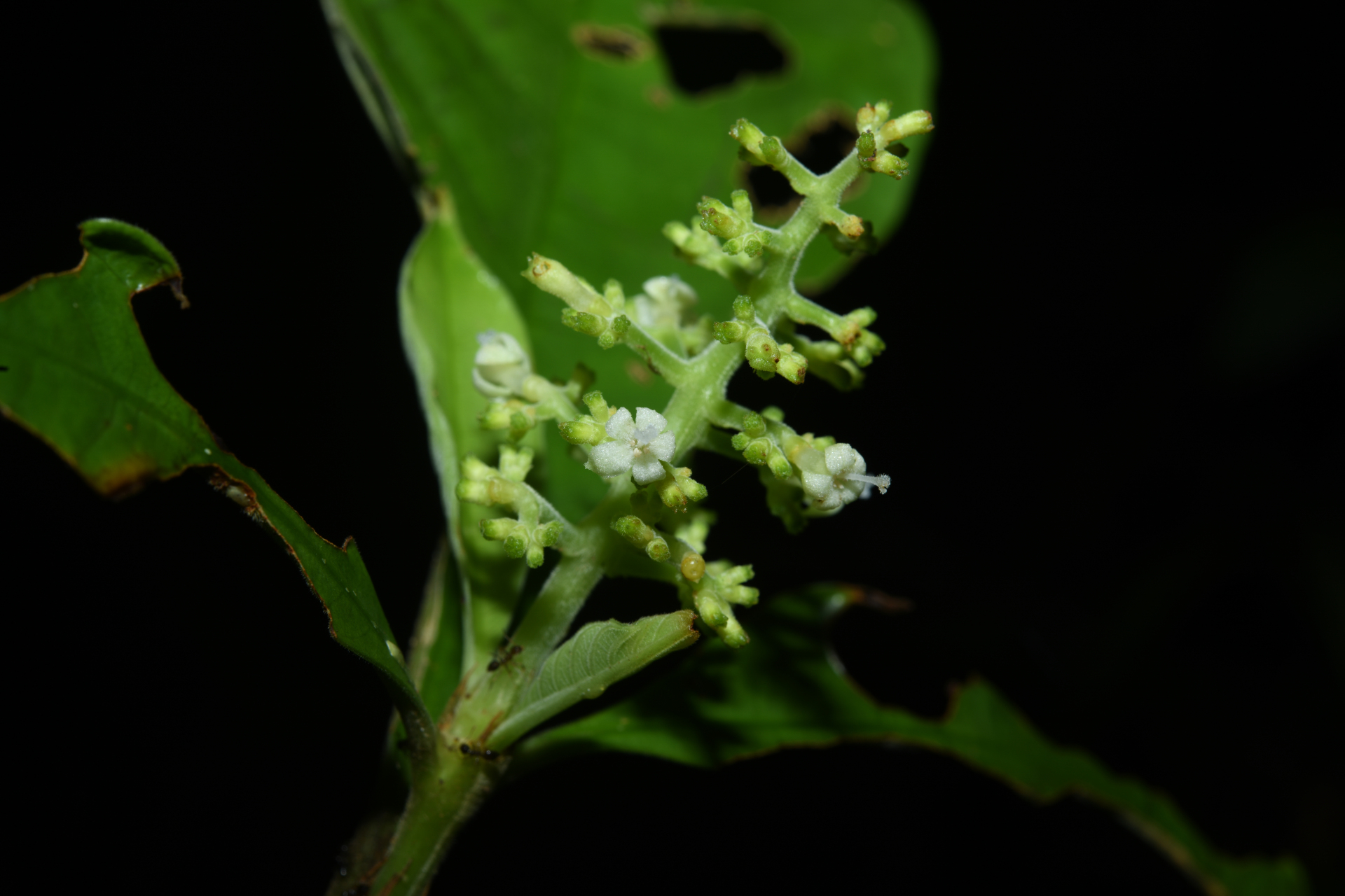 Palicourea octocuspis (Müll.Arg.) C.M.Taylor - Photo Bivouac Naturaliste