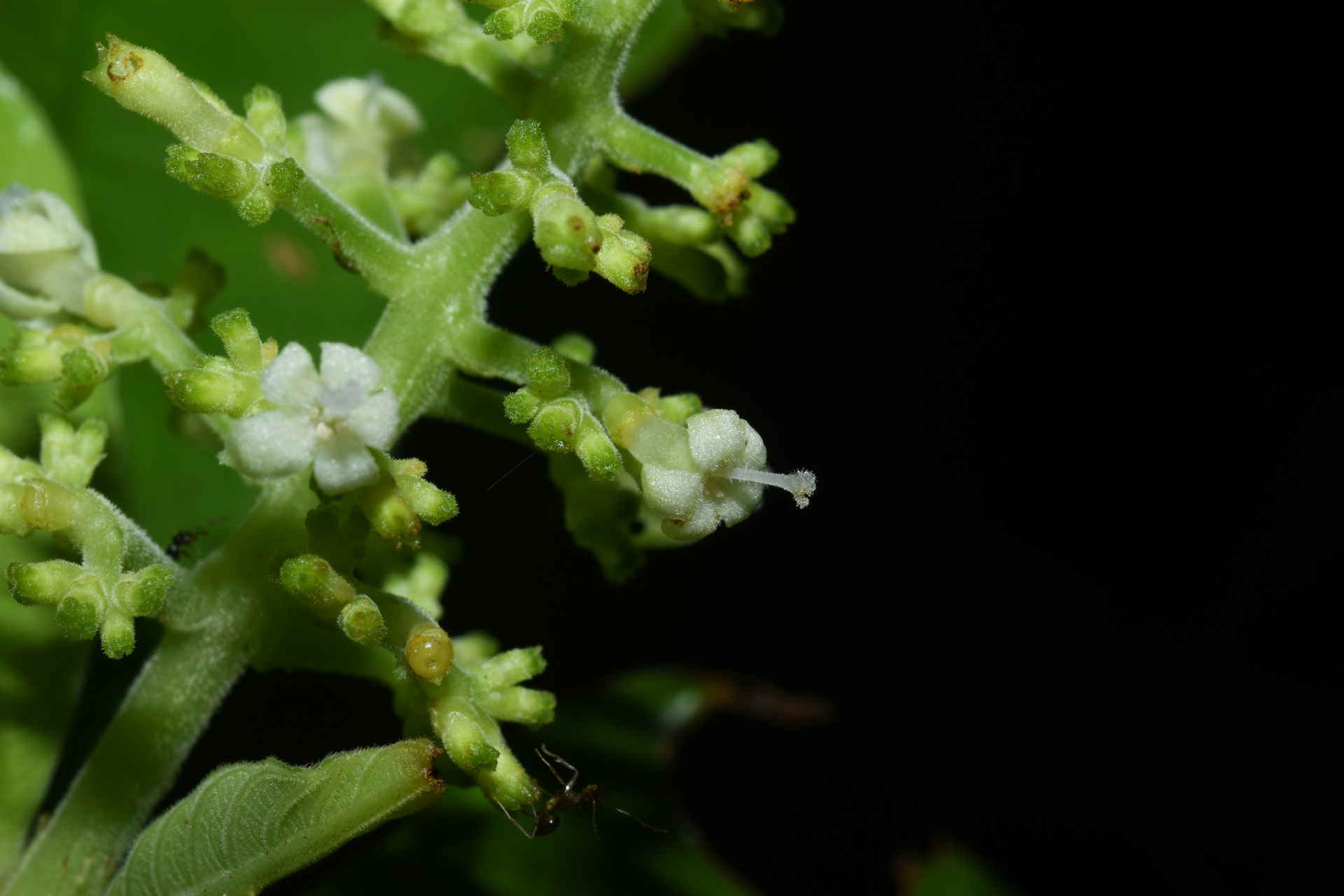 Palicourea octocuspis (Müll.Arg.) C.M.Taylor - Photo Bivouac Naturaliste