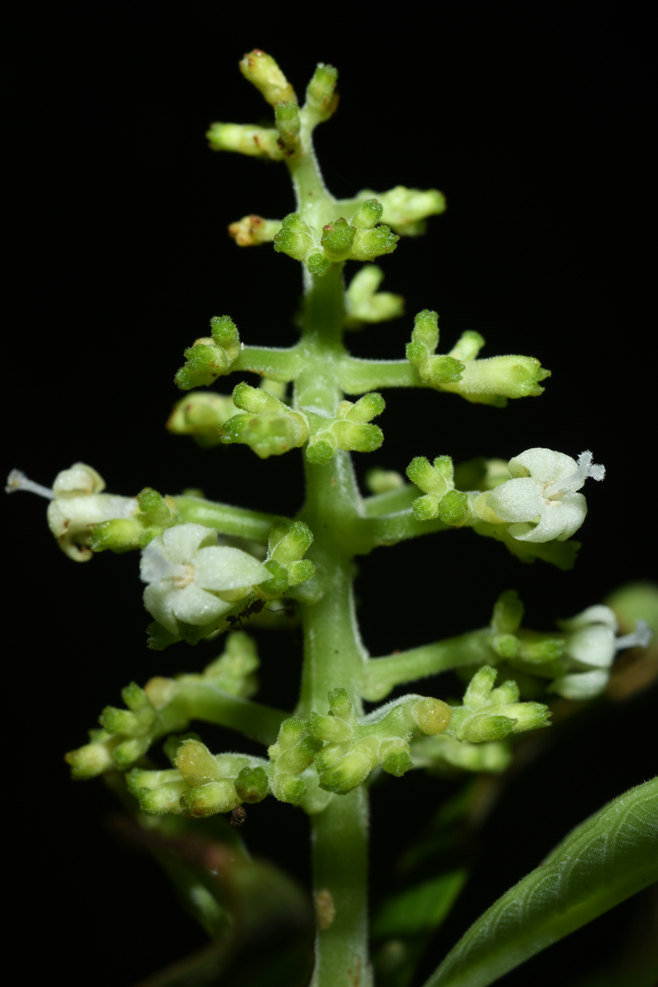 Palicourea octocuspis (Müll.Arg.) C.M.Taylor - Photo Bivouac Naturaliste