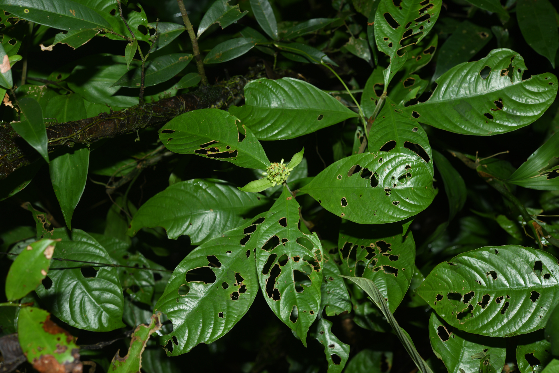 Palicourea octocuspis (Müll.Arg.) C.M.Taylor - Photo Bivouac Naturaliste