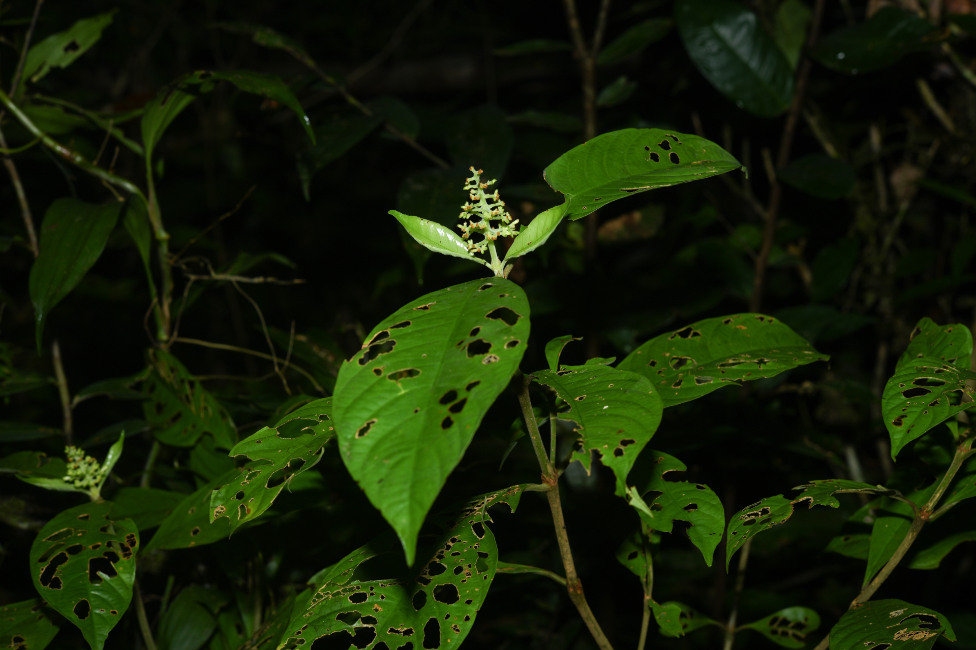 Palicourea octocuspis (Müll.Arg.) C.M.Taylor - Photo Bivouac Naturaliste