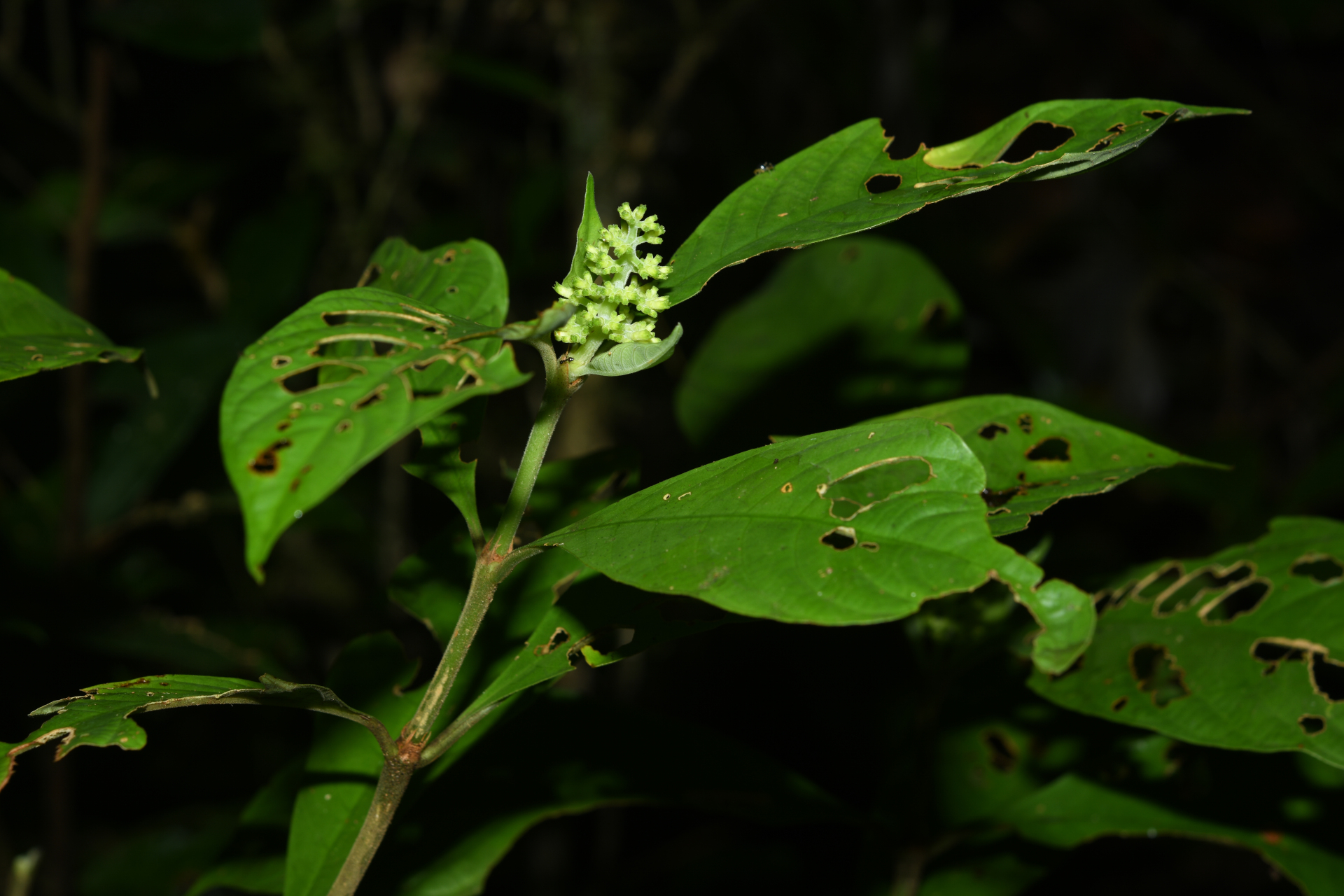 Palicourea octocuspis (Müll.Arg.) C.M.Taylor - Photo Bivouac Naturaliste