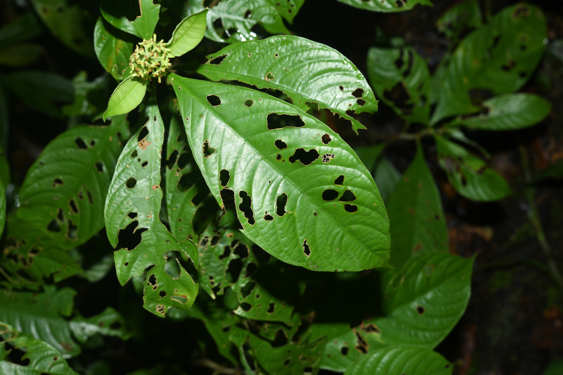 Palicourea octocuspis (Müll.Arg.) C.M.Taylor - Photo Bivouac Naturaliste