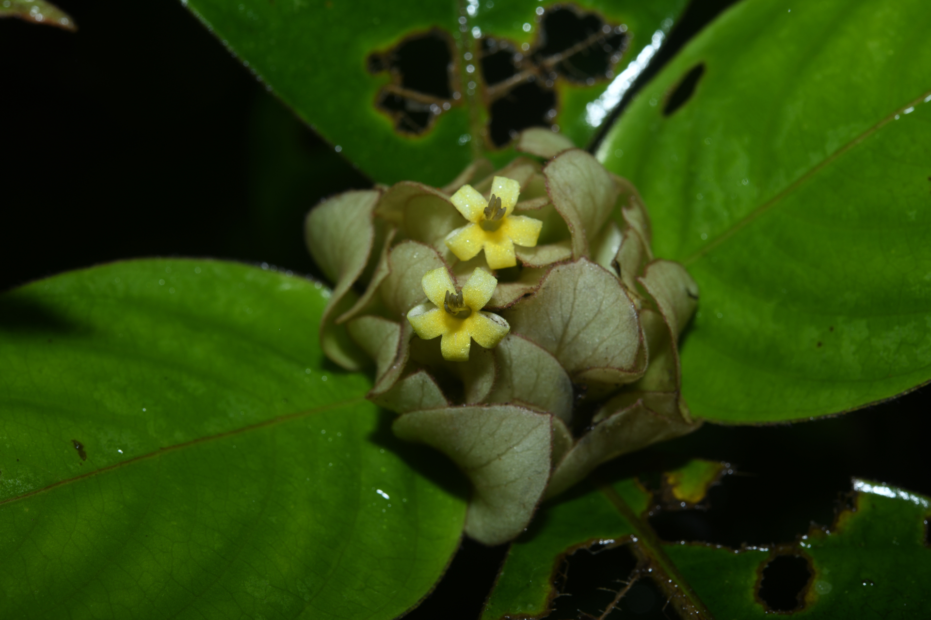 Palicourea alloantha (Steyerm.) Delprete & J.H.Kirkbr. - Photo Bivouac Naturaliste