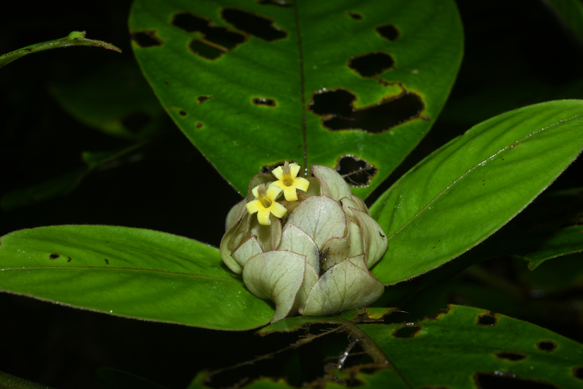 Palicourea alloantha (Steyerm.) Delprete & J.H.Kirkbr. - Photo Bivouac Naturaliste