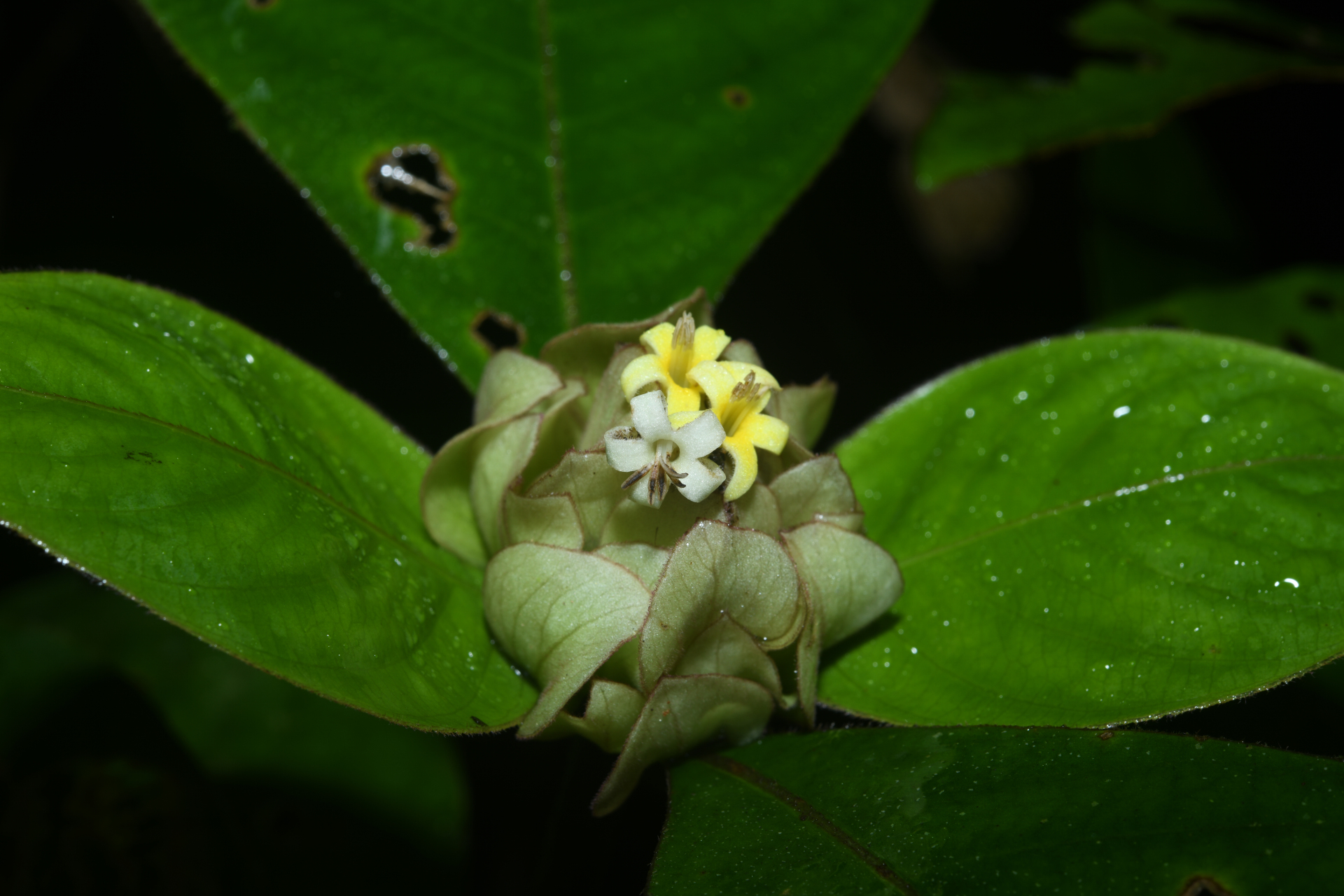 Palicourea alloantha (Steyerm.) Delprete & J.H.Kirkbr. - Photo Bivouac Naturaliste