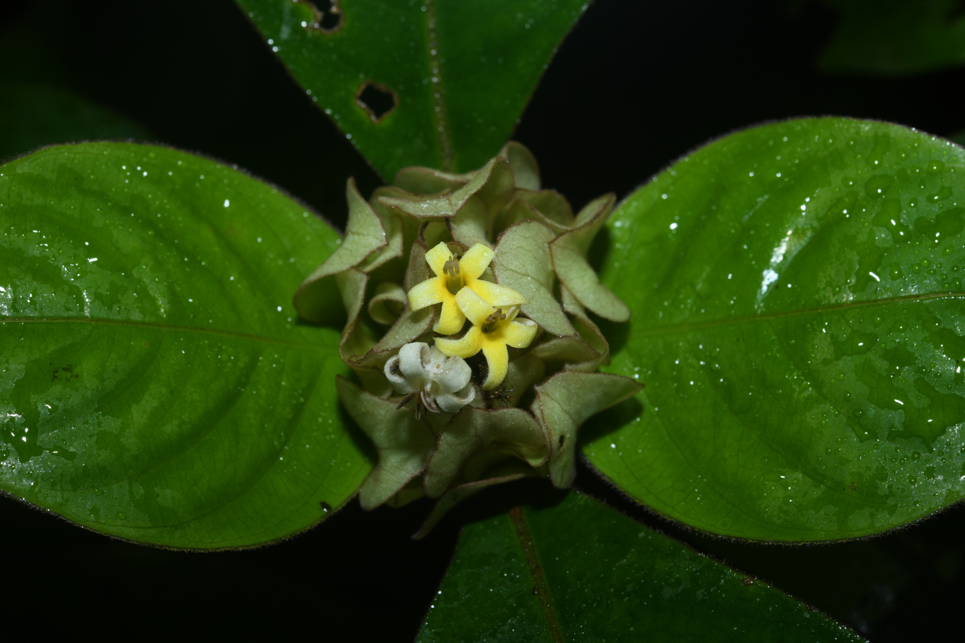 Palicourea alloantha (Steyerm.) Delprete & J.H.Kirkbr. - Photo Bivouac Naturaliste