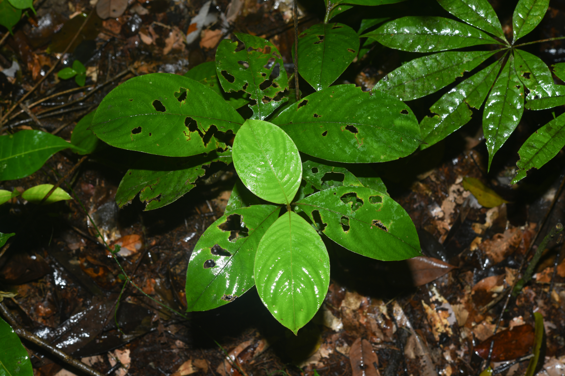 Palicourea alloantha (Steyerm.) Delprete & J.H.Kirkbr. - Photo Bivouac Naturaliste