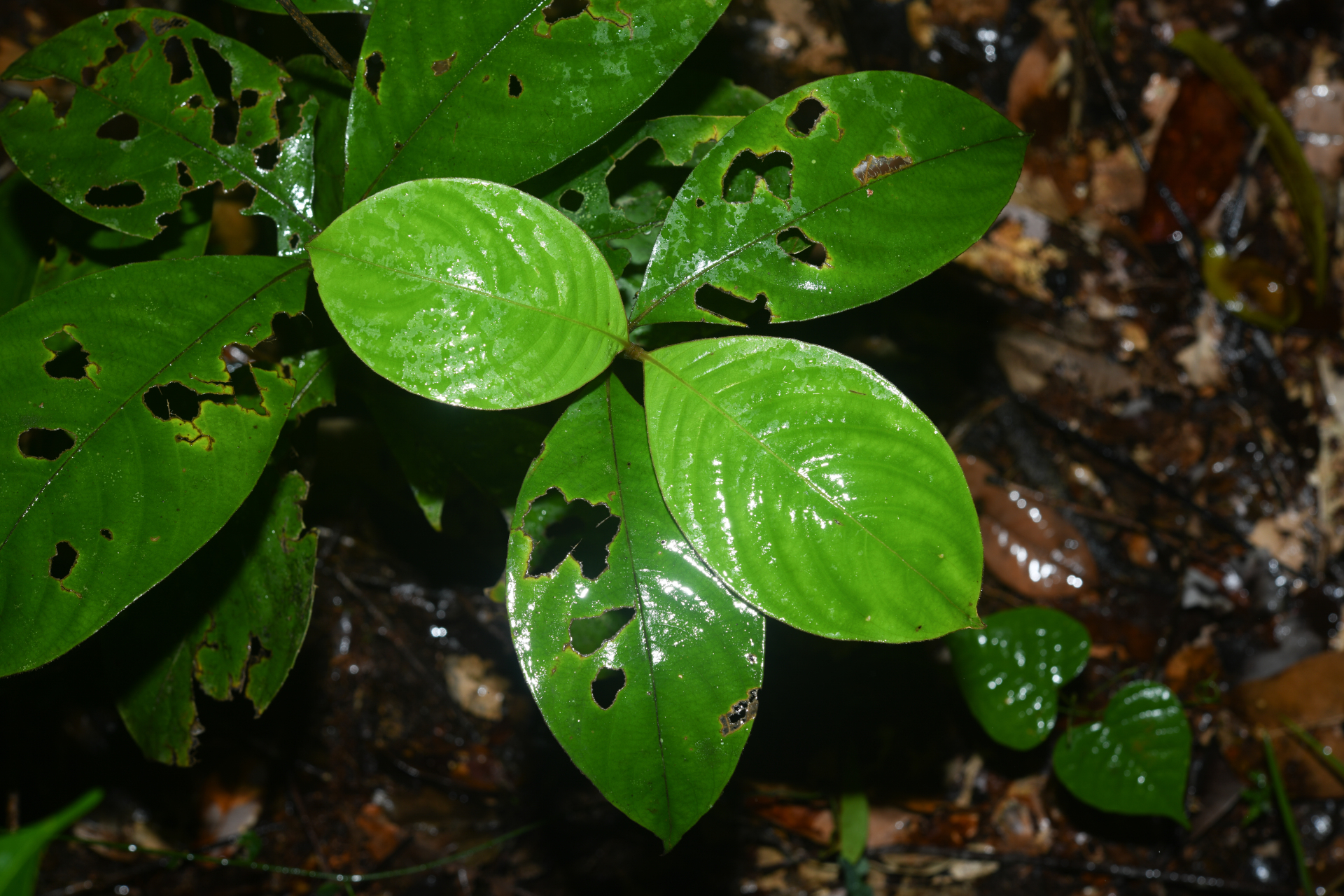 Palicourea alloantha (Steyerm.) Delprete & J.H.Kirkbr. - Photo Bivouac Naturaliste