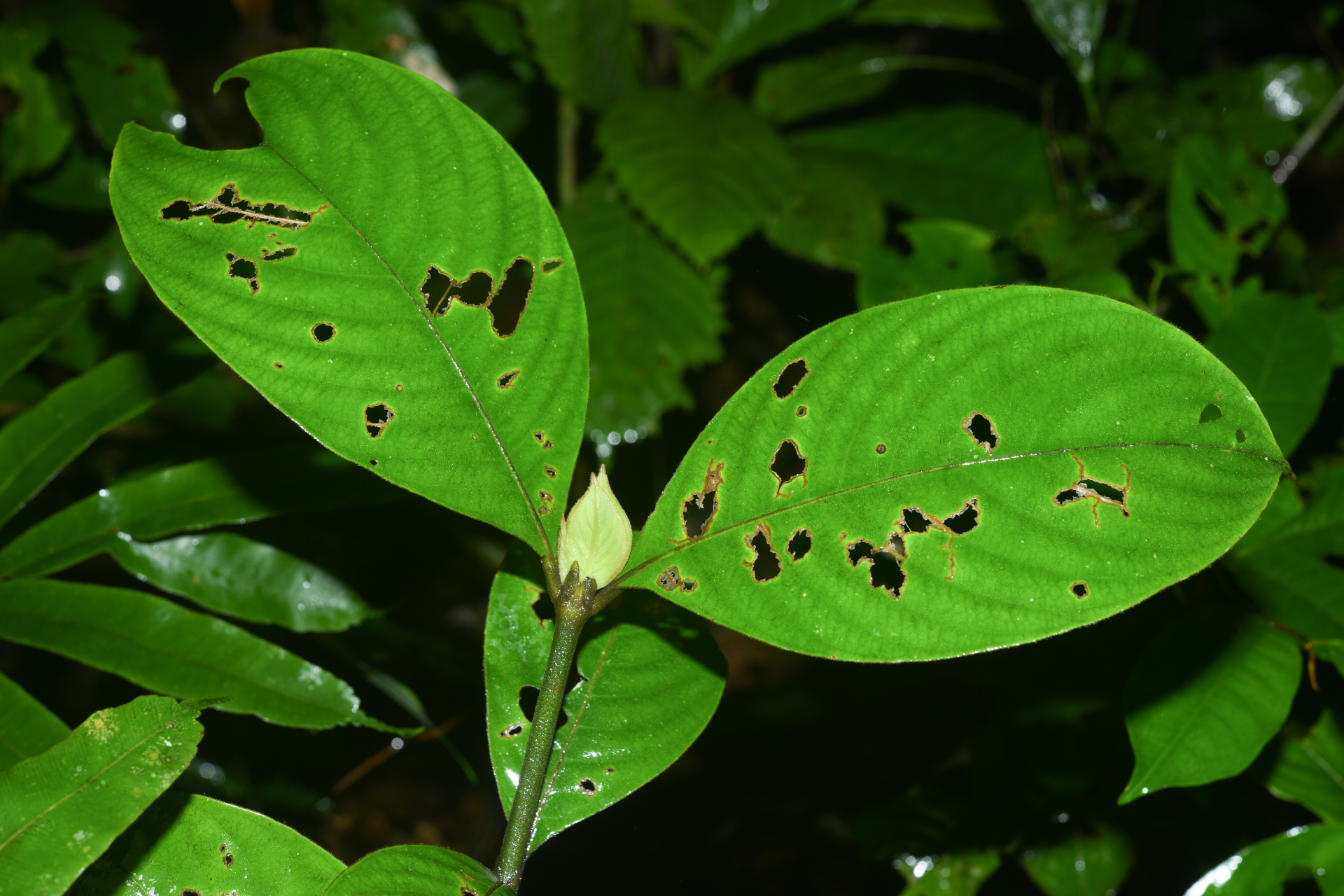 Palicourea alloantha (Steyerm.) Delprete & J.H.Kirkbr. - Photo Bivouac Naturaliste