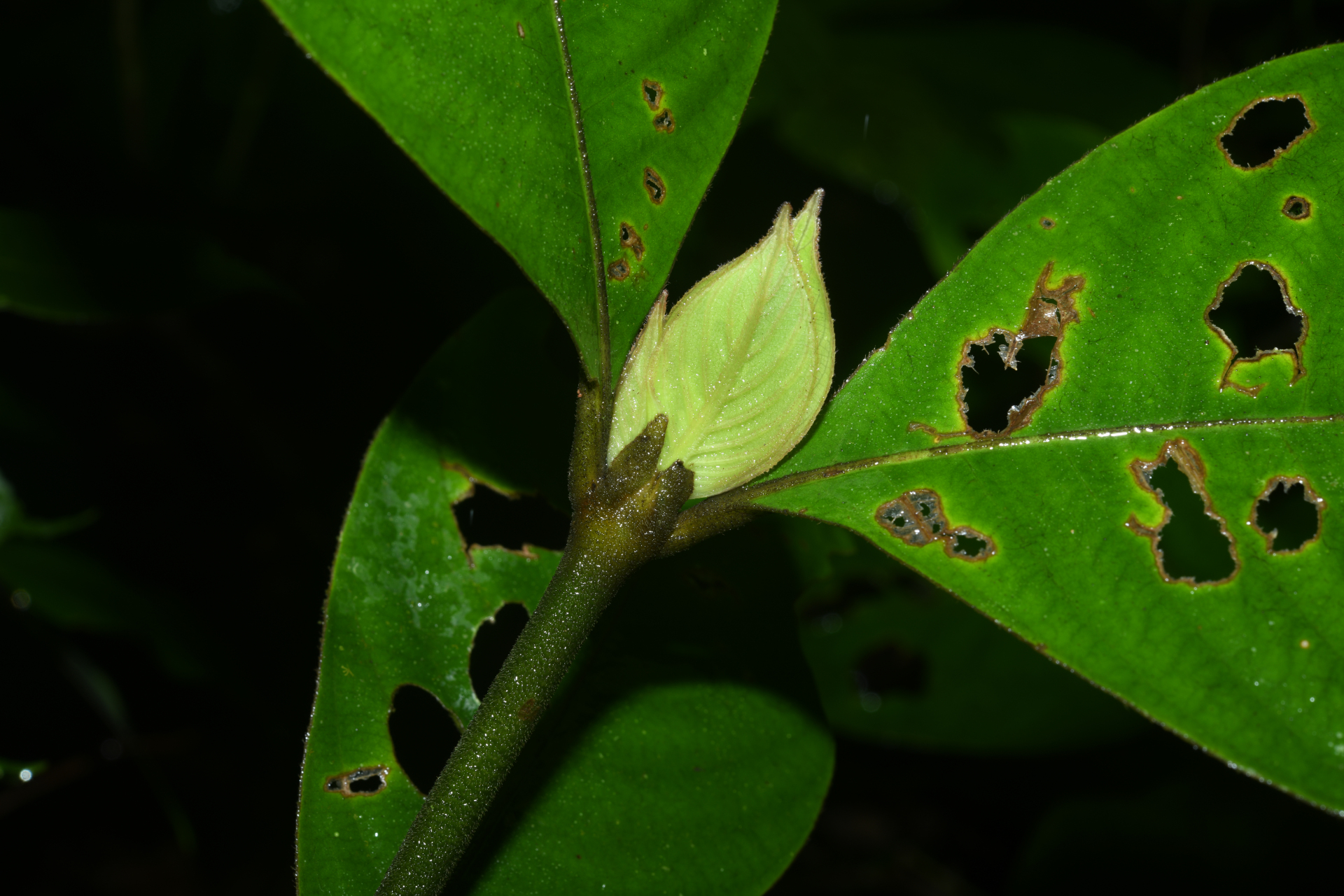 Palicourea alloantha (Steyerm.) Delprete & J.H.Kirkbr. - Photo Bivouac Naturaliste