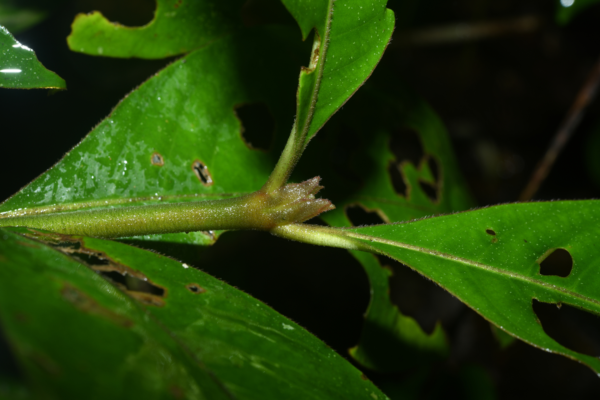 Palicourea alloantha (Steyerm.) Delprete & J.H.Kirkbr. - Photo Bivouac Naturaliste