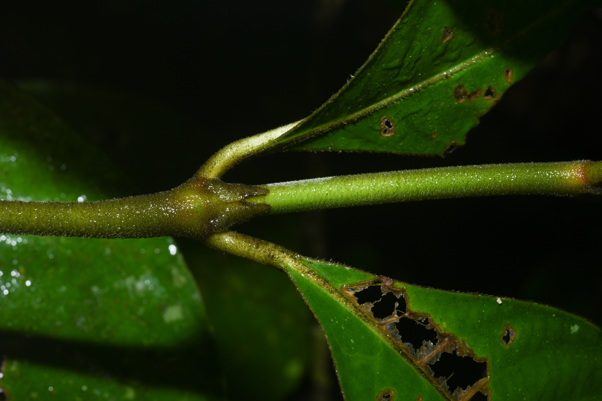 Palicourea alloantha (Steyerm.) Delprete & J.H.Kirkbr. - Photo Bivouac Naturaliste