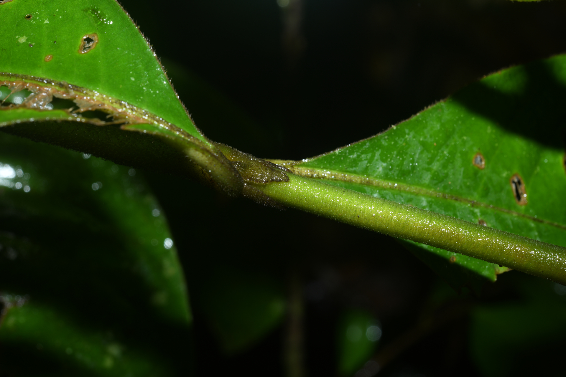 Palicourea alloantha (Steyerm.) Delprete & J.H.Kirkbr. - Photo Bivouac Naturaliste
