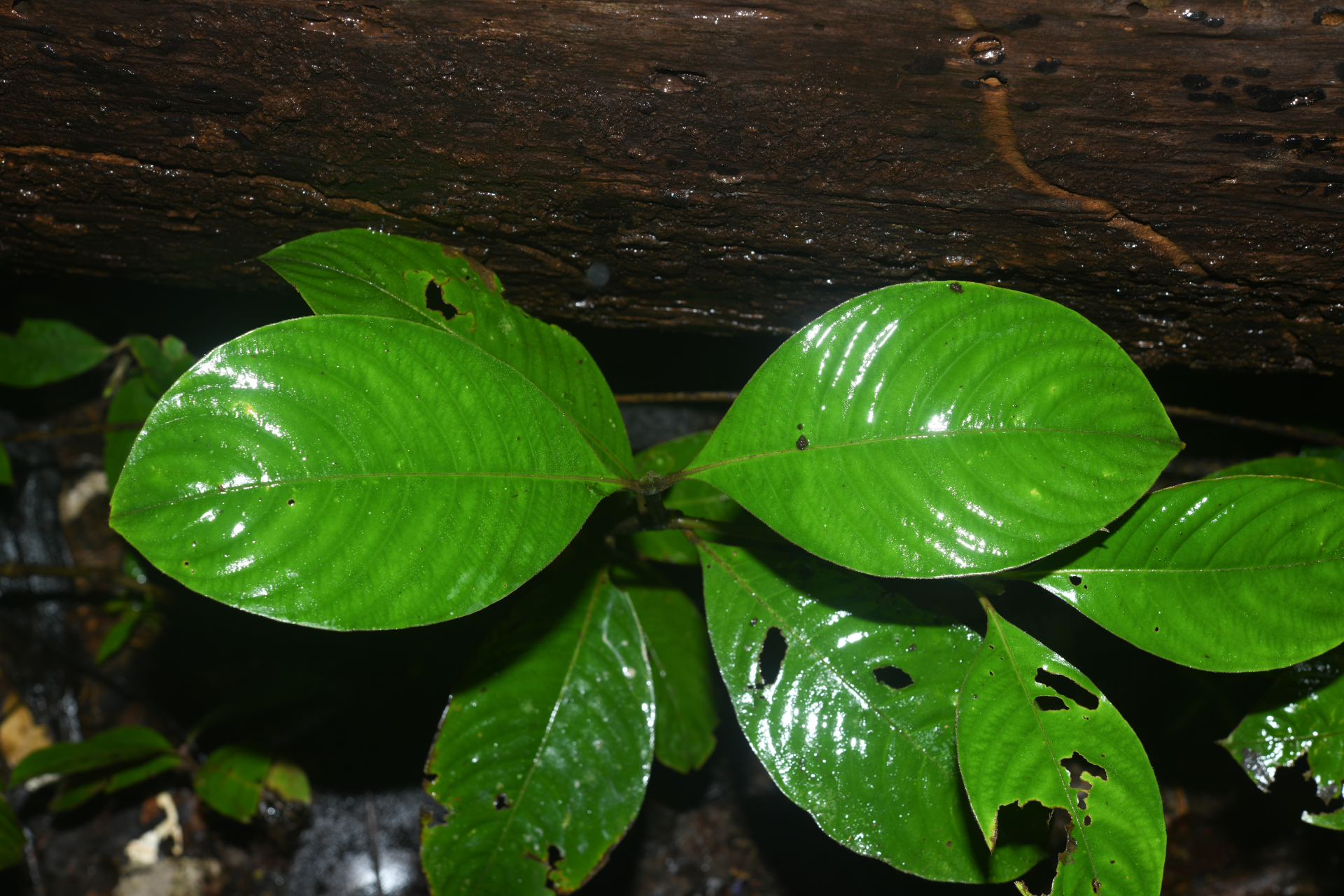 Palicourea alloantha (Steyerm.) Delprete & J.H.Kirkbr. - Photo Bivouac Naturaliste