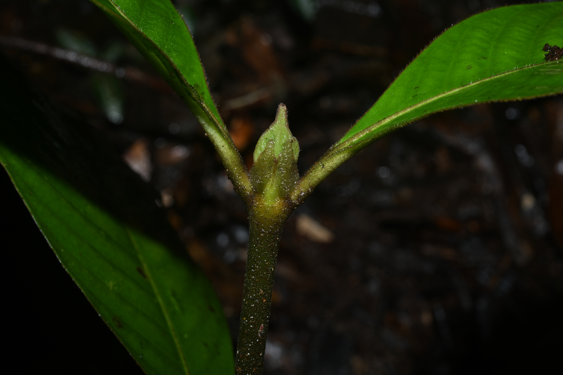 Palicourea alloantha (Steyerm.) Delprete & J.H.Kirkbr. - Photo Bivouac Naturaliste