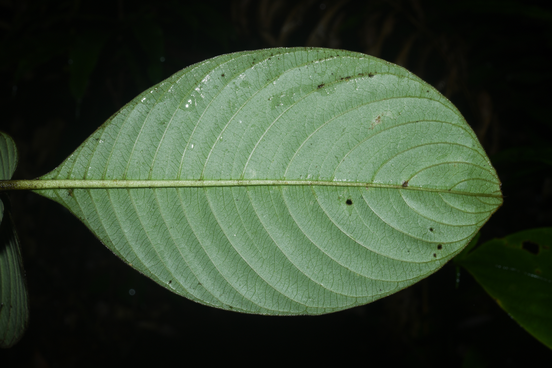Palicourea alloantha (Steyerm.) Delprete & J.H.Kirkbr. - Photo Bivouac Naturaliste
