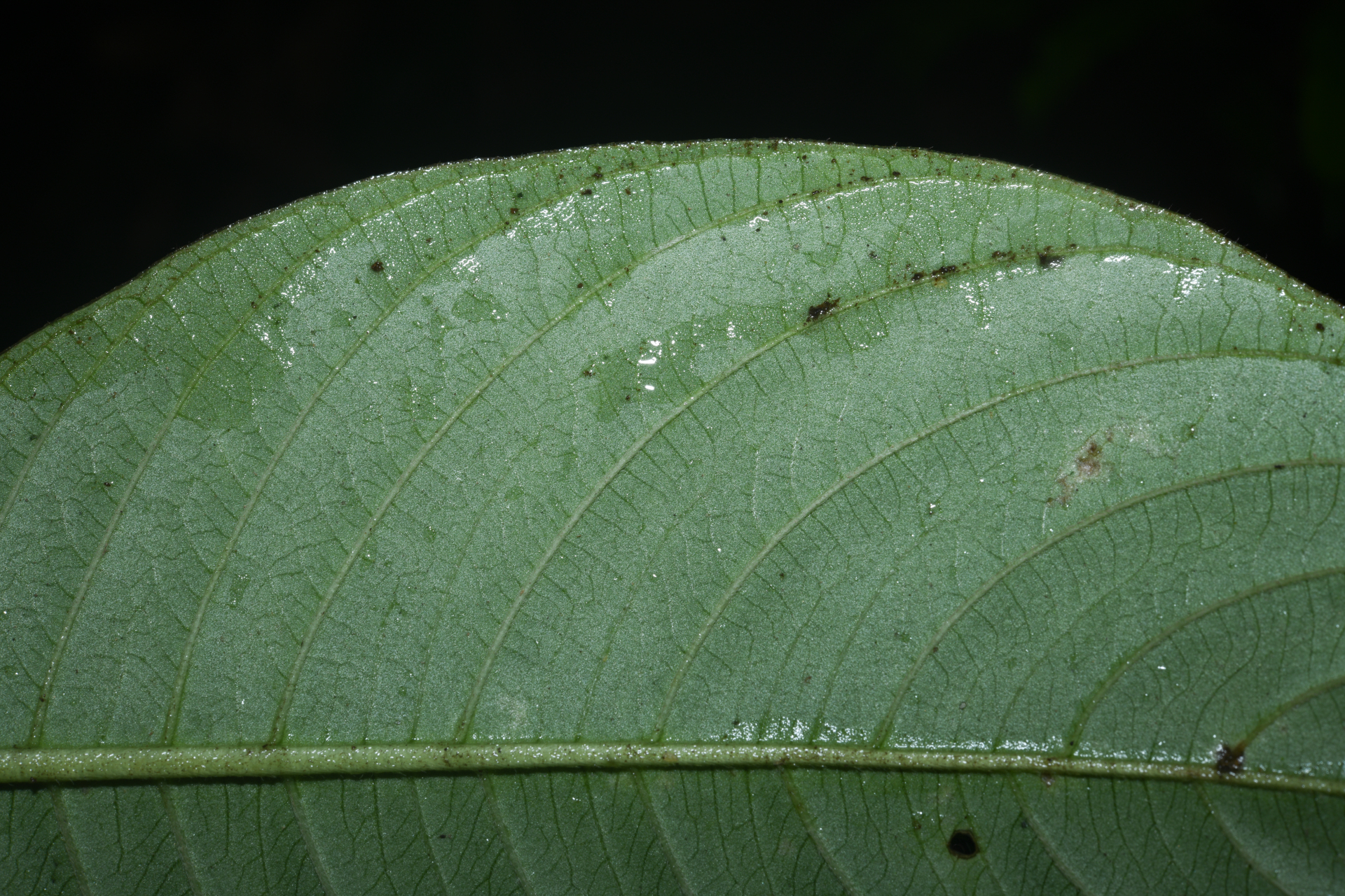 Palicourea alloantha (Steyerm.) Delprete & J.H.Kirkbr. - Photo Bivouac Naturaliste
