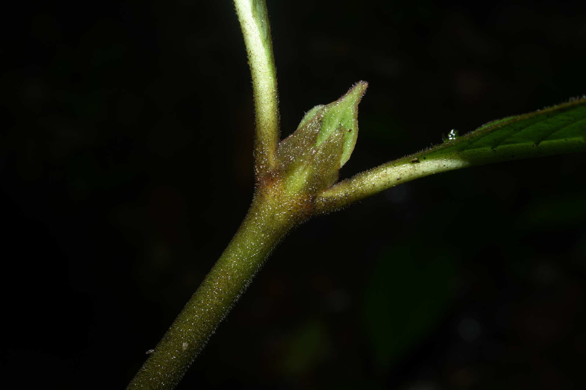 Palicourea alloantha (Steyerm.) Delprete & J.H.Kirkbr. - Photo Bivouac Naturaliste