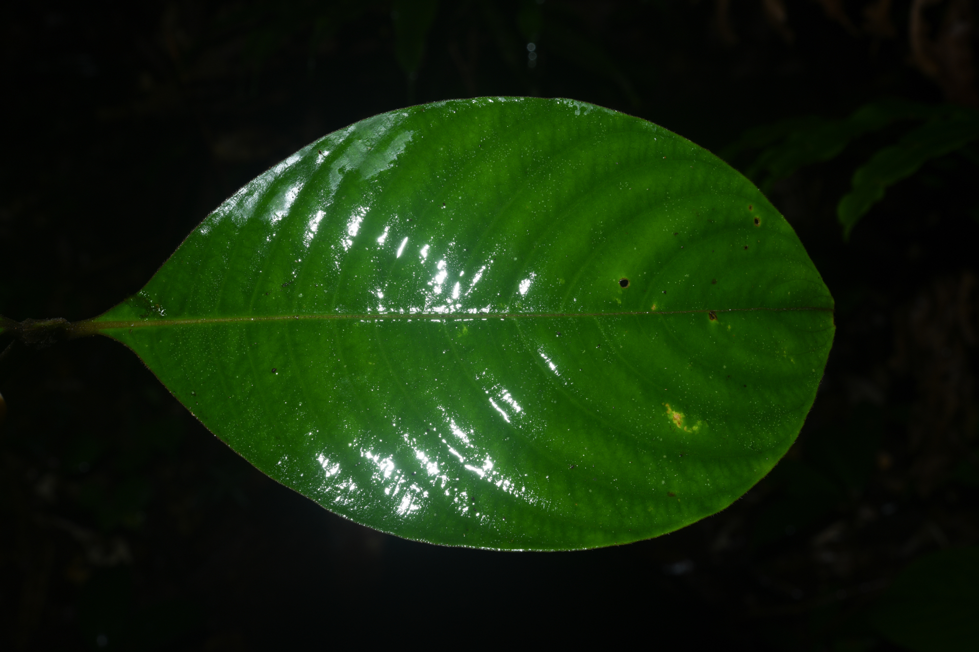 Palicourea alloantha (Steyerm.) Delprete & J.H.Kirkbr. - Photo Bivouac Naturaliste