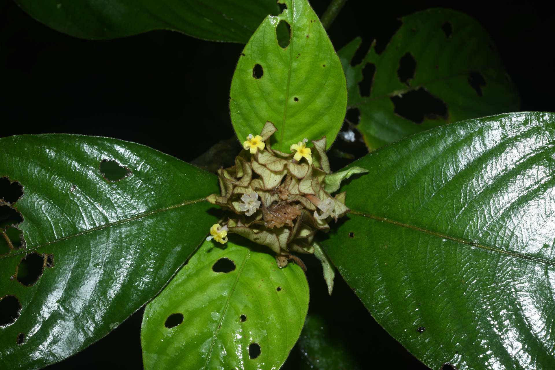 Palicourea alloantha (Steyerm.) Delprete & J.H.Kirkbr. - Photo Bivouac Naturaliste