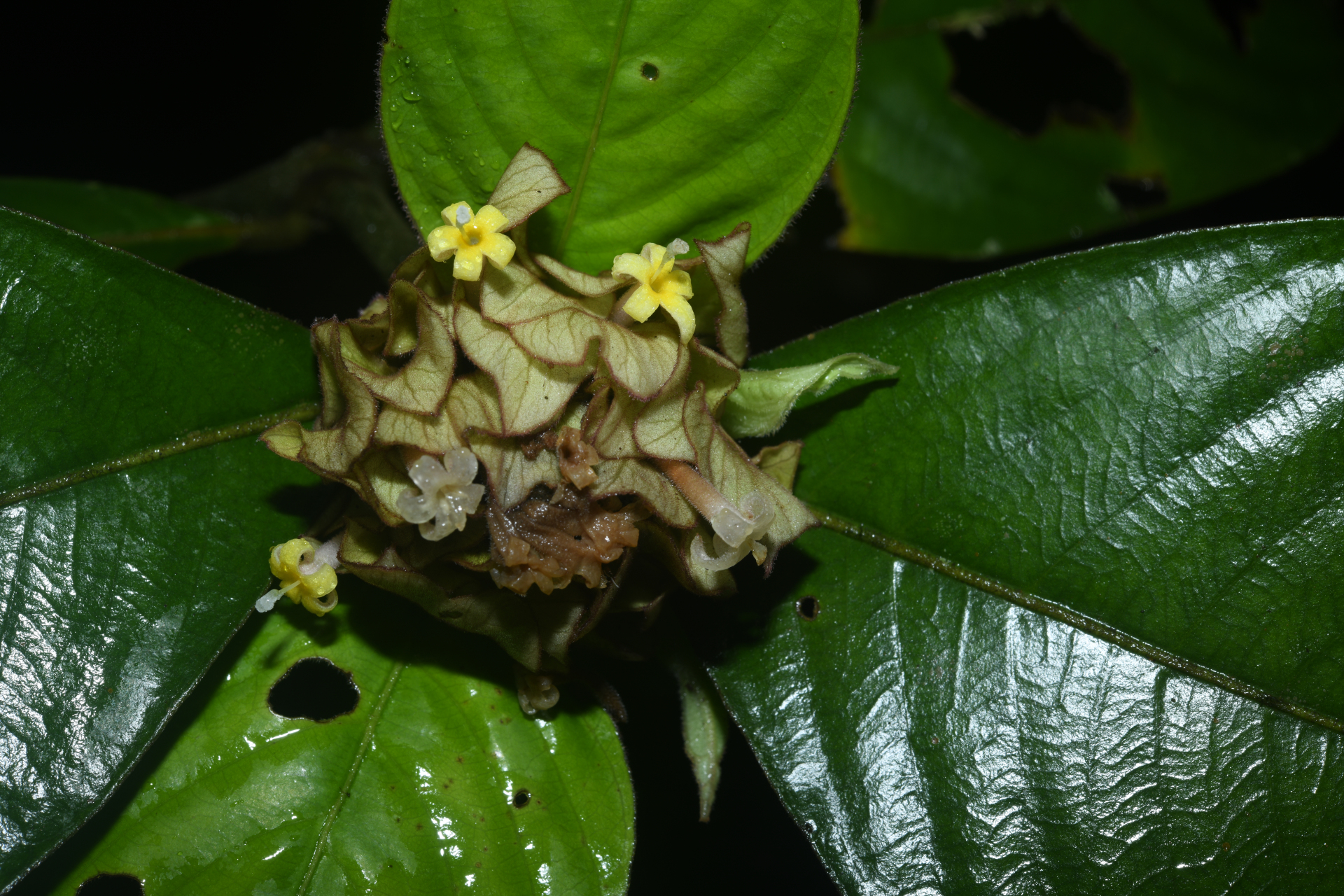 Palicourea alloantha (Steyerm.) Delprete & J.H.Kirkbr. - Photo Bivouac Naturaliste