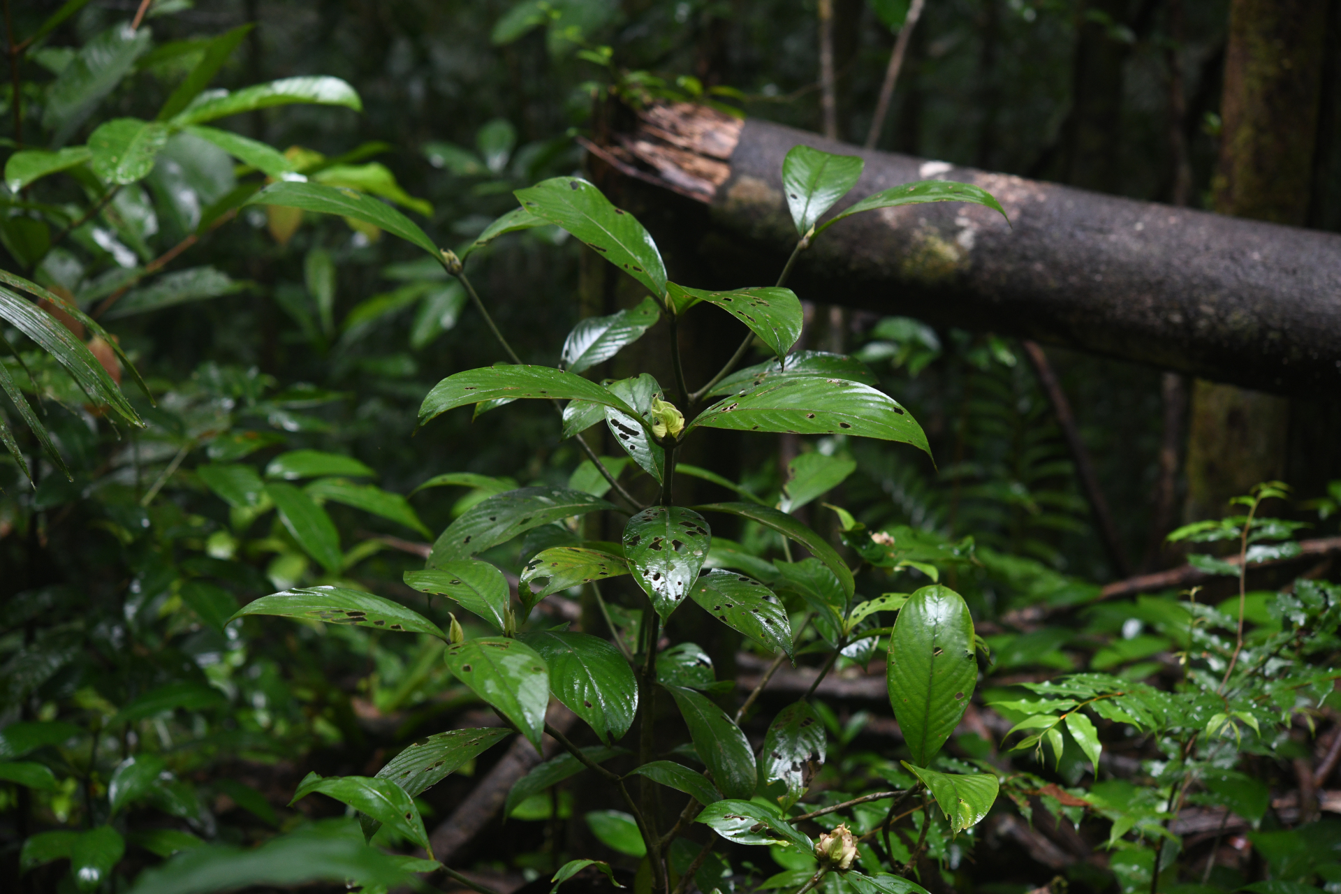 Palicourea alloantha (Steyerm.) Delprete & J.H.Kirkbr. - Photo Bivouac Naturaliste
