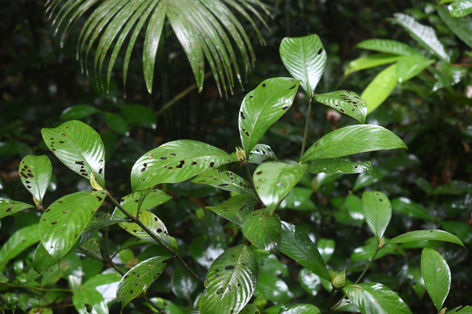 Palicourea alloantha (Steyerm.) Delprete & J.H.Kirkbr. - Photo Bivouac Naturaliste